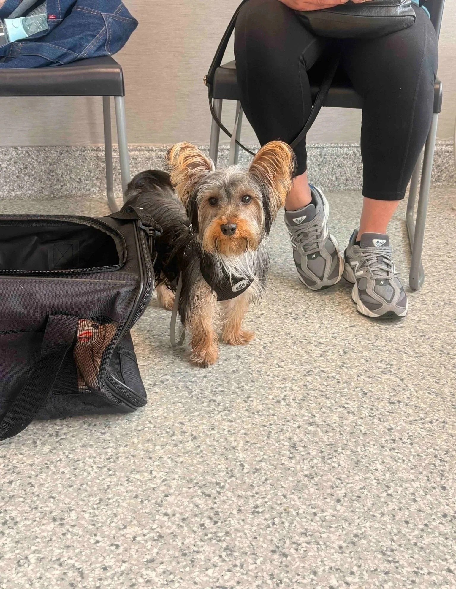 Small dog standing in a clinic setting for a mobility and inflammation evaluation at Veterinarian Pet Alliance in Newark, NJ.