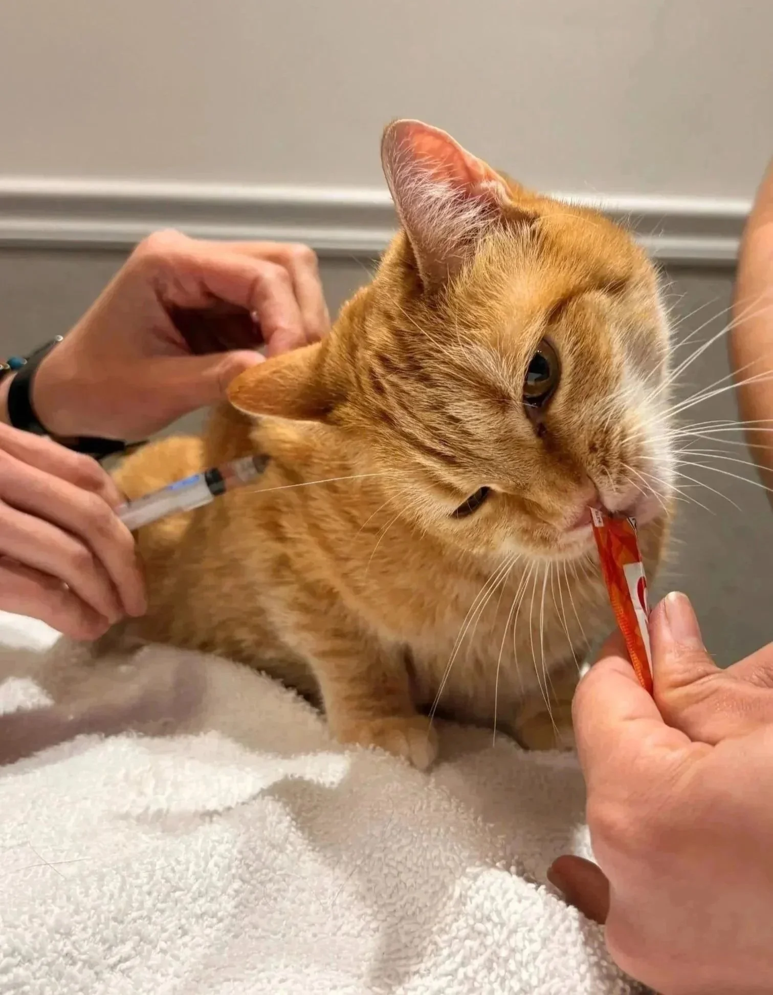 An orange cat is gently handled during a veterinary visit at Veterinarian Pet Alliance in Newark.