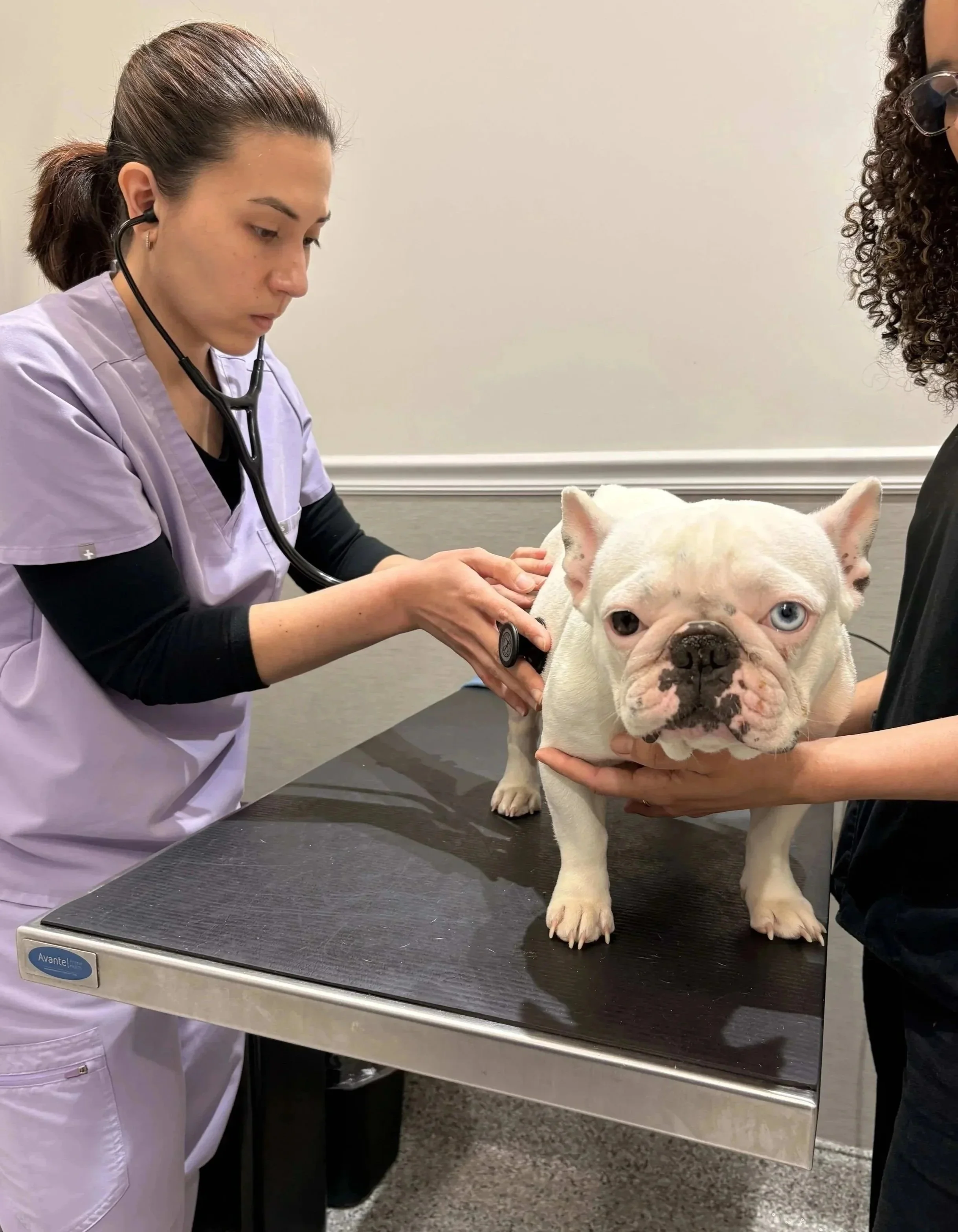 Veterinary dermatology and allergy care for dogs and cats in Newark NJ