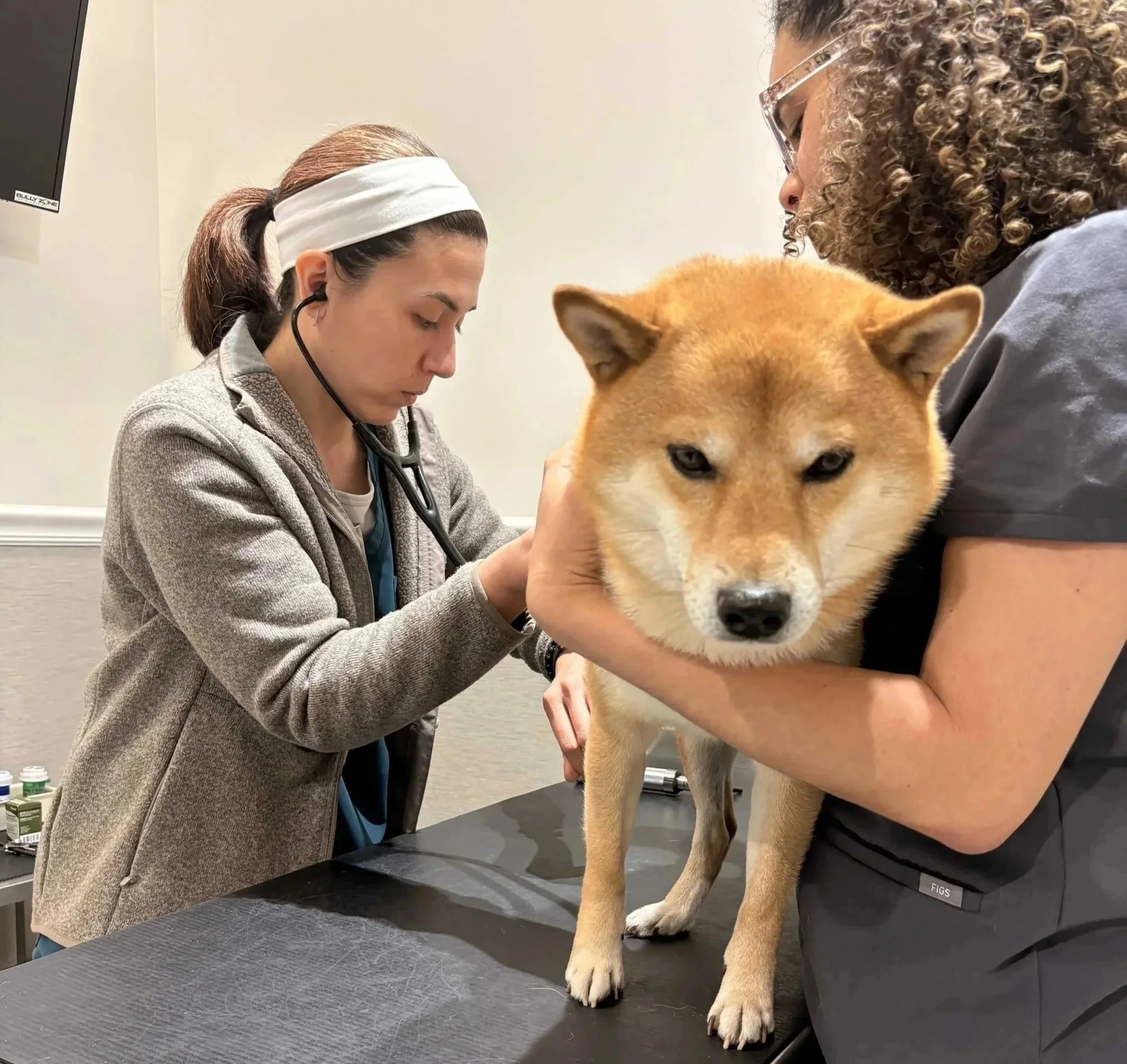 Newark veterinarian examining a dog with eye irritation symptoms