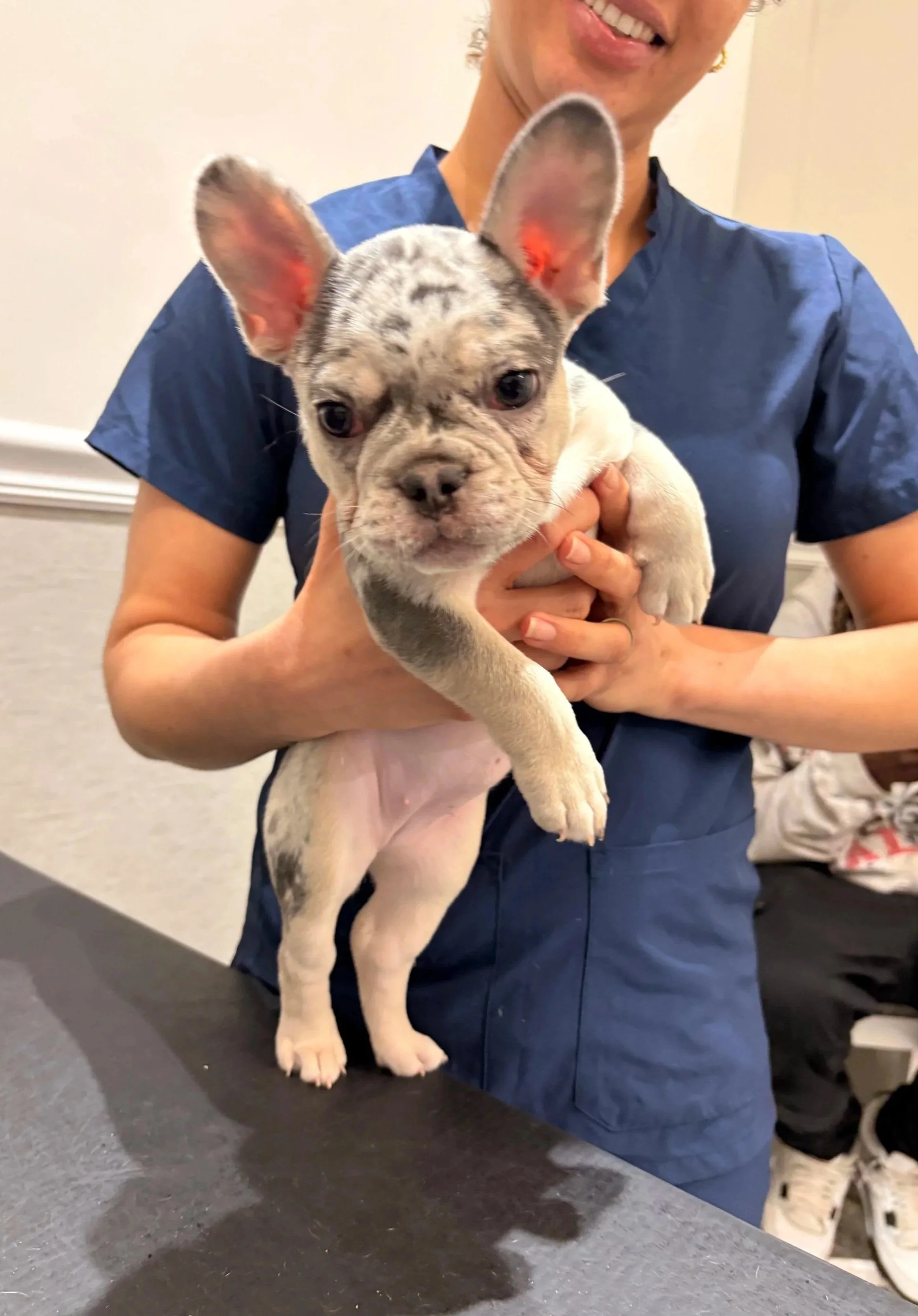 Small dog being held by a veterinary team member during a prescription visit in Newark, NJ.