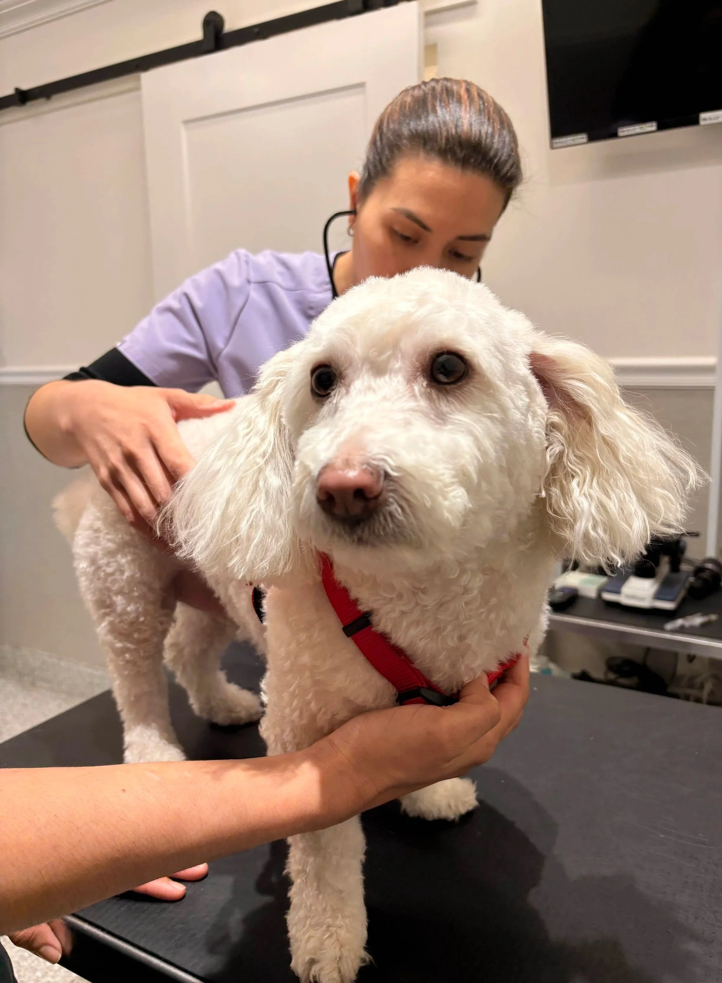 Dog being gently handled on an exam table during a veterinary diagnostic visit at Veterinarian Pet Alliance in Newark, NJ.