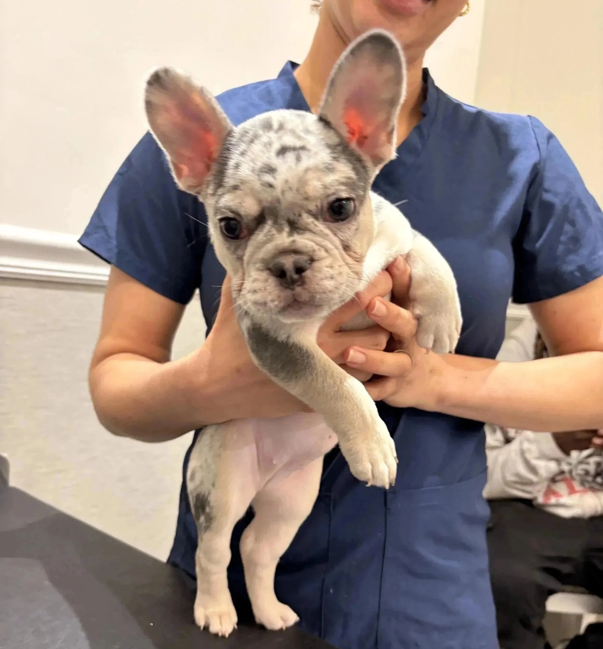 Puppy at Veterinarian Pet Alliance in Newark, NJ for vaccine planning
