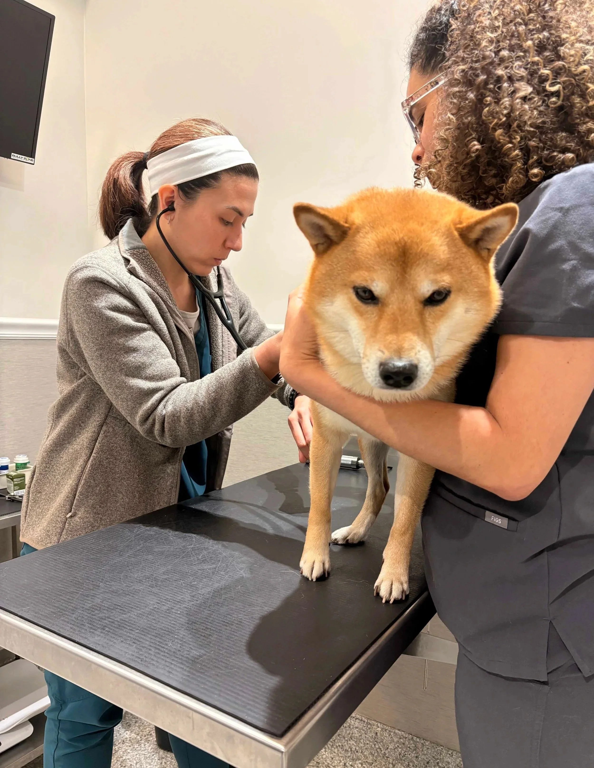 Veterinary team examining a dog on an exam table before medication guidance at Veterinarian Pet Alliance in Newark, NJ.