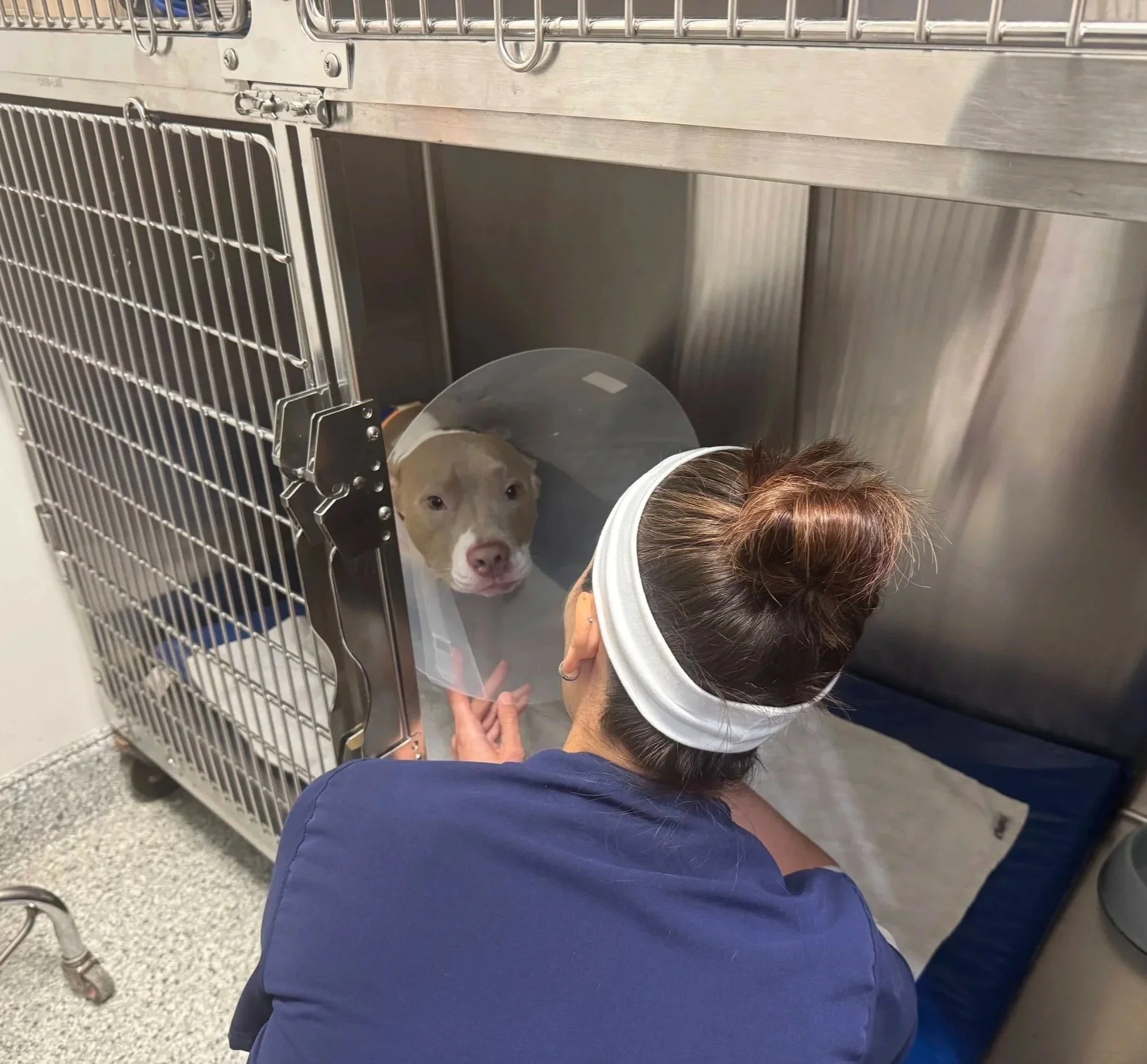 Veterinary professional comforting and monitoring a hospitalized dog after spay surgery at The Veterinarian Pet Alliance in Newark, NJ.