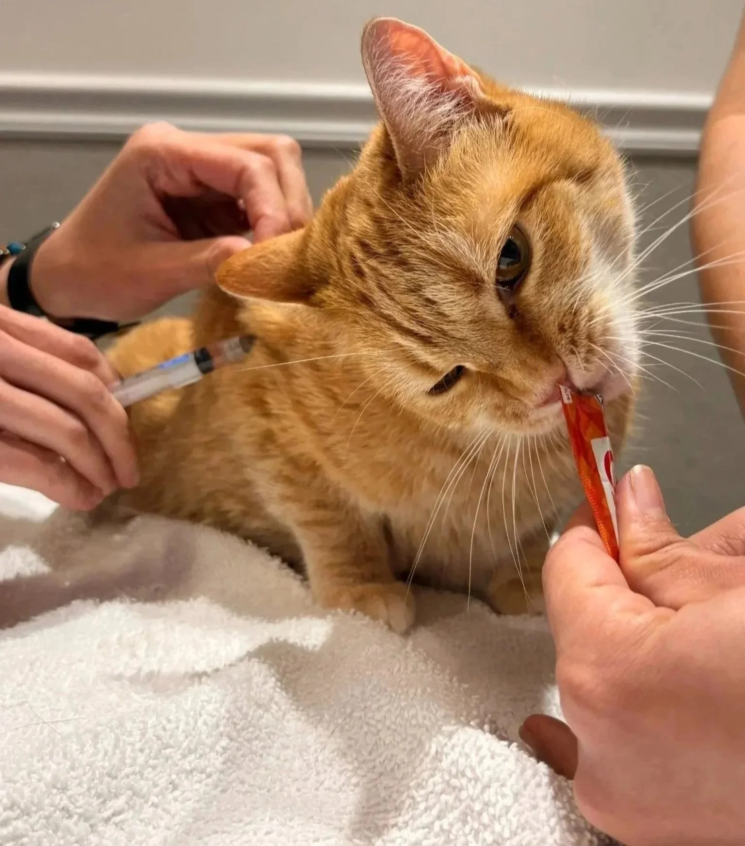 Orange cat being gently examined during a veterinary visit for surgery planning in Newark, NJ.