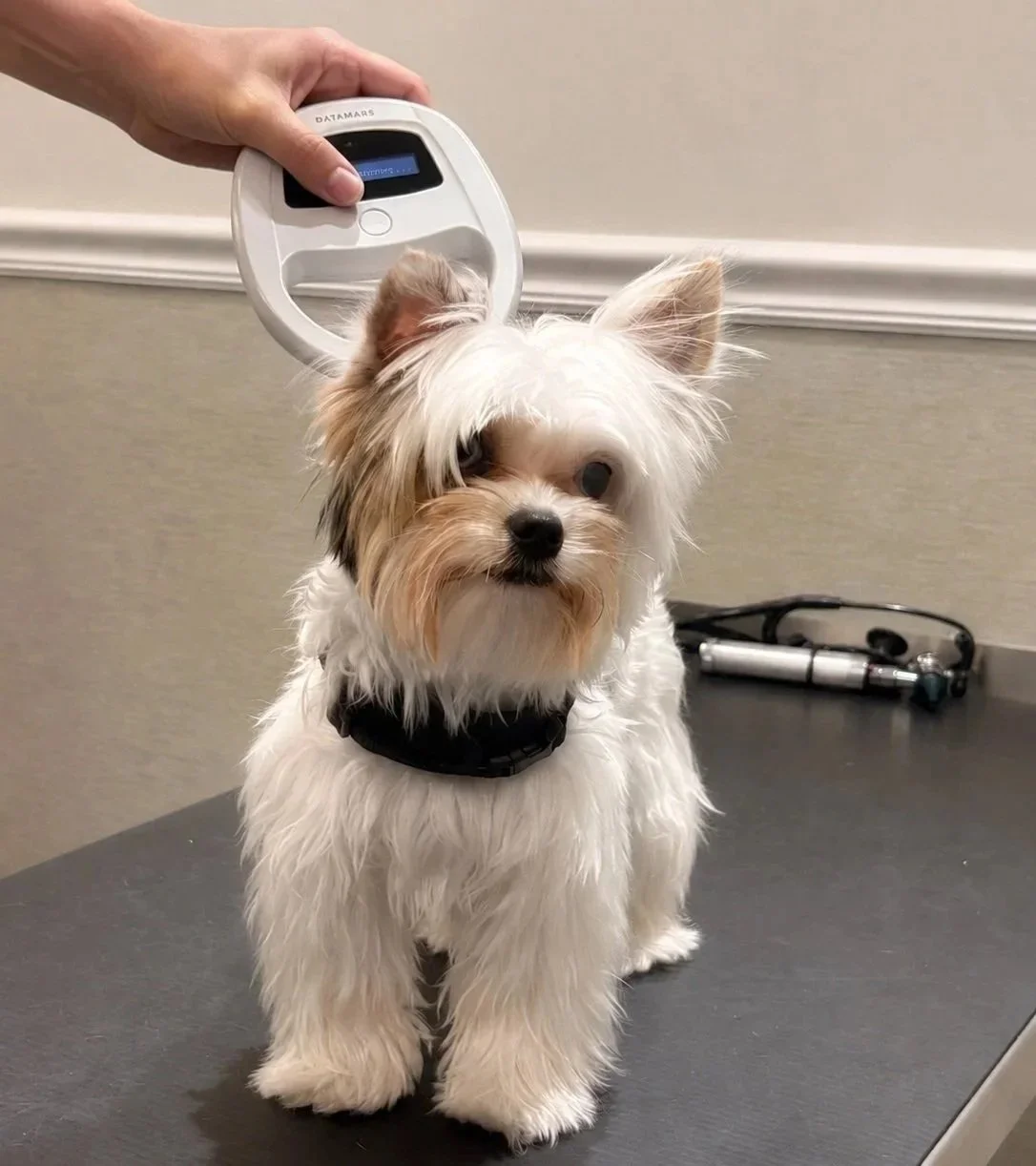 Dog having microchip scanned at a Newark NJ veterinary clinic