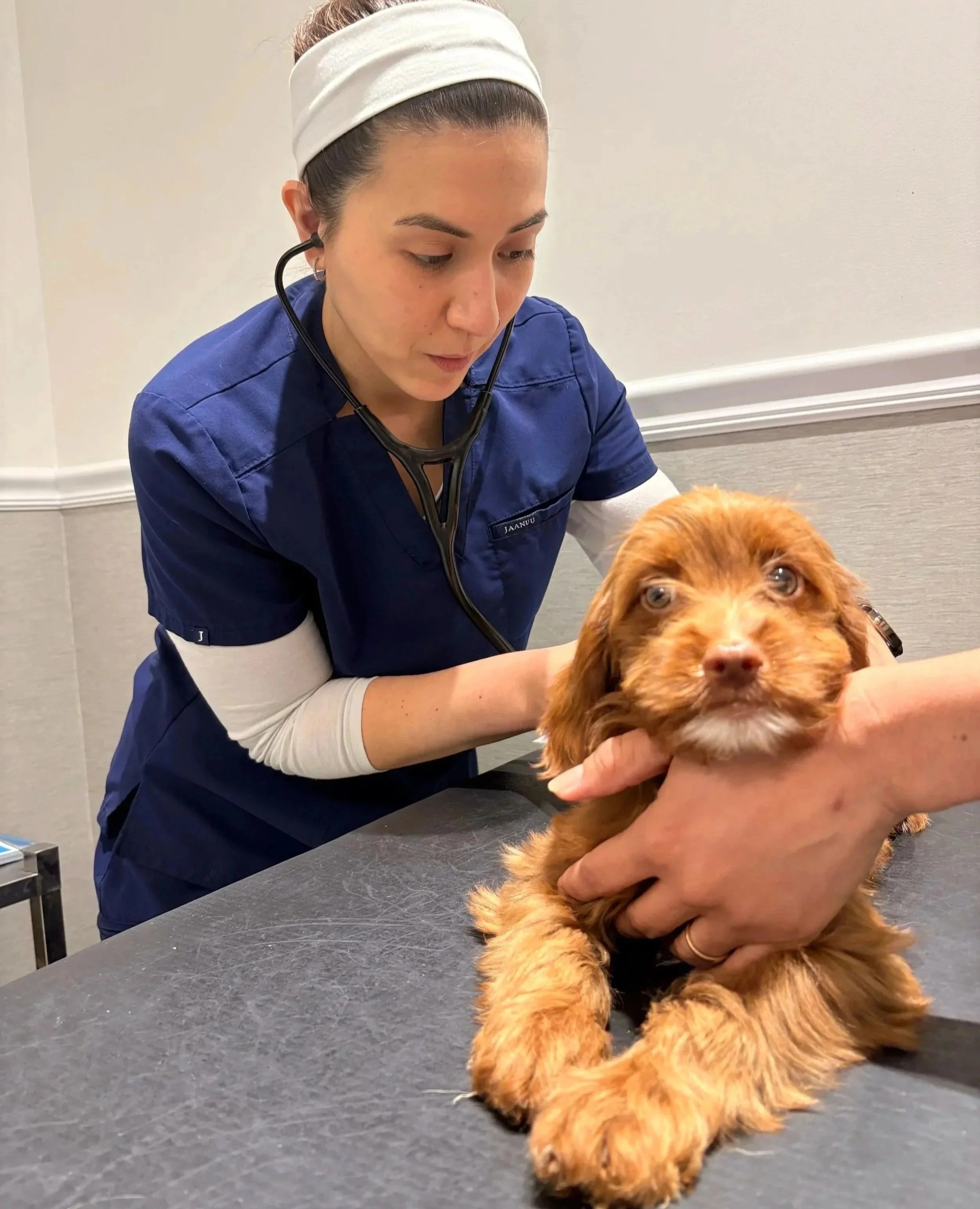 Veterinary team checking a dog during a sick pet visit before diagnostic recommendations in Newark, NJ.