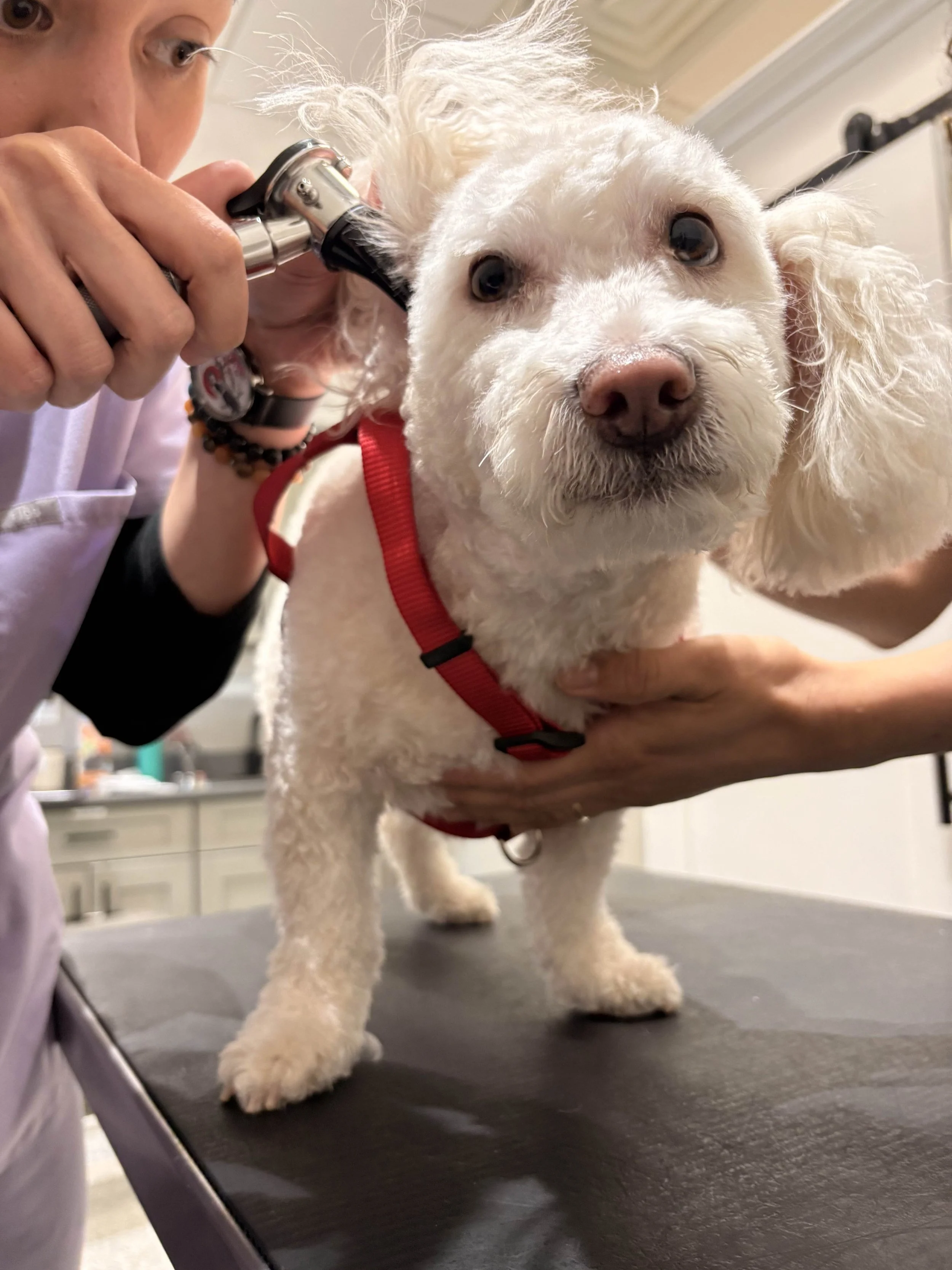 A veterinarian checks a dog during a skin or ear medication visit at Veterinarian Pet Alliance in Newark, NJ.