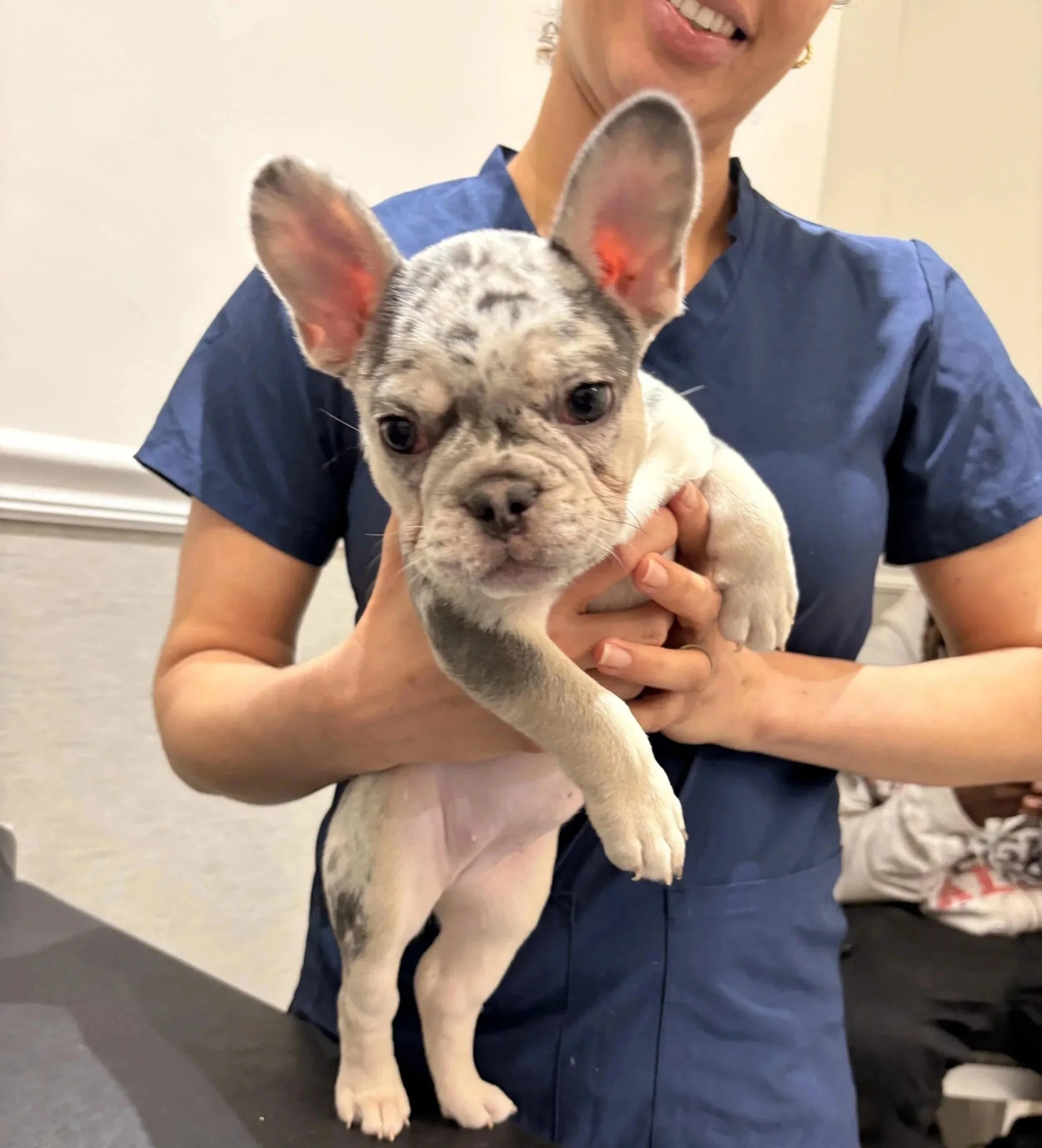 Puppy held by veterinary team during a dog health certificate exam in Newark, NJ.