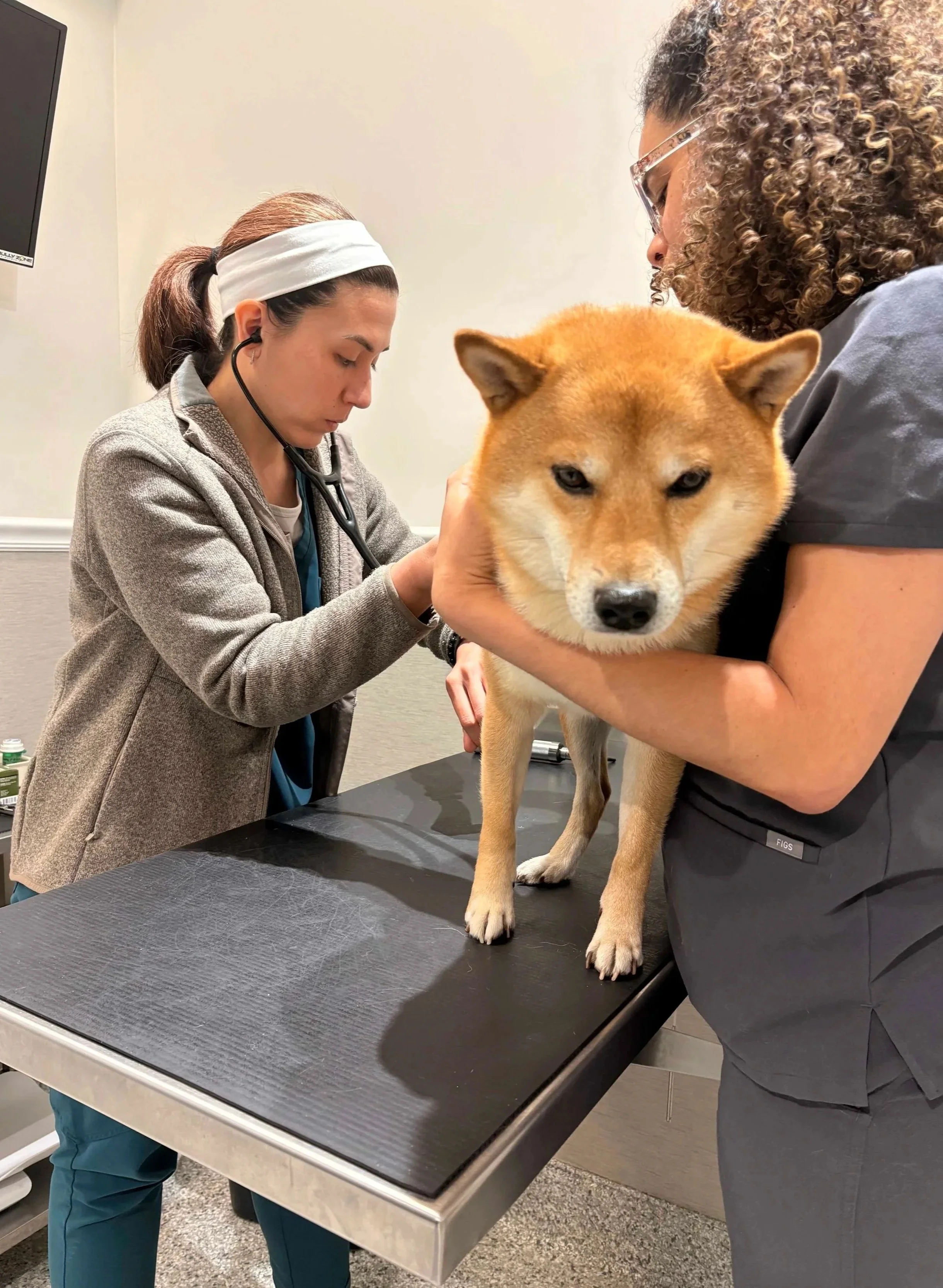 A veterinarian checks a dog on an exam table during a hands-on visit at The Veterinarian Pet Alliance in Newark, NJ.