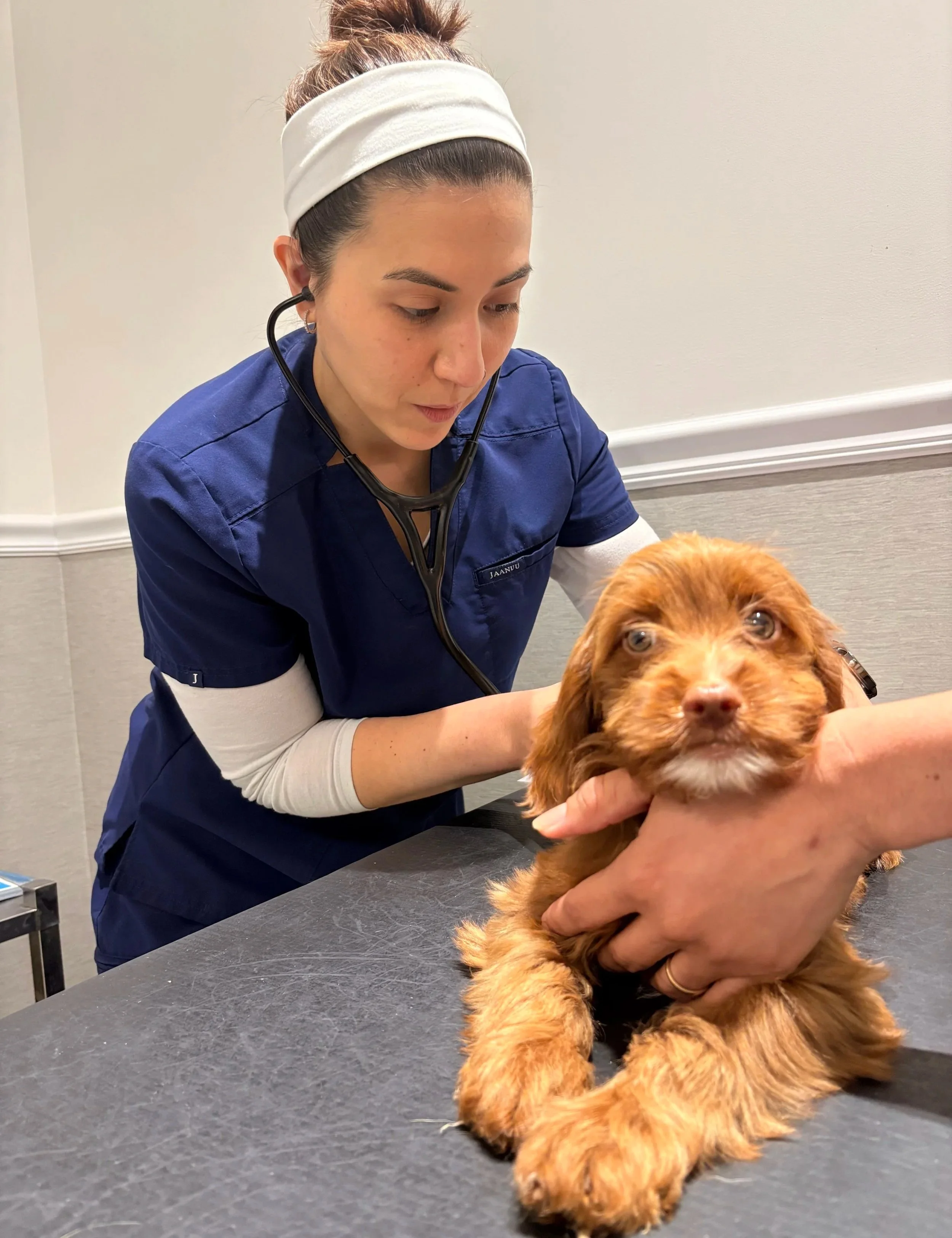 Veterinary team member examining a dog during a medication consultation in Newark, NJ.