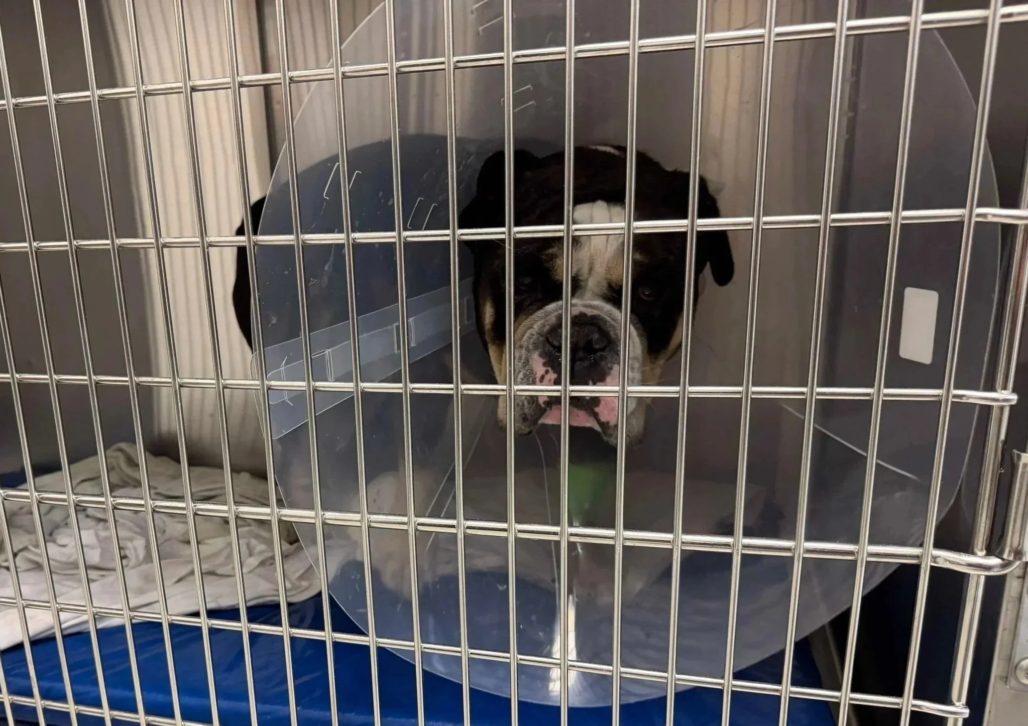Large dog resting with a recovery cone after surgery at Veterinarian Pet Alliance in Newark, NJ.