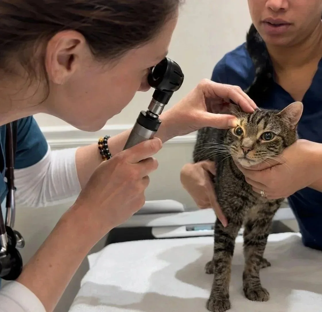Veterinarian examining a cat for conjunctivitis dry eye and eye irritation in Newark NJ