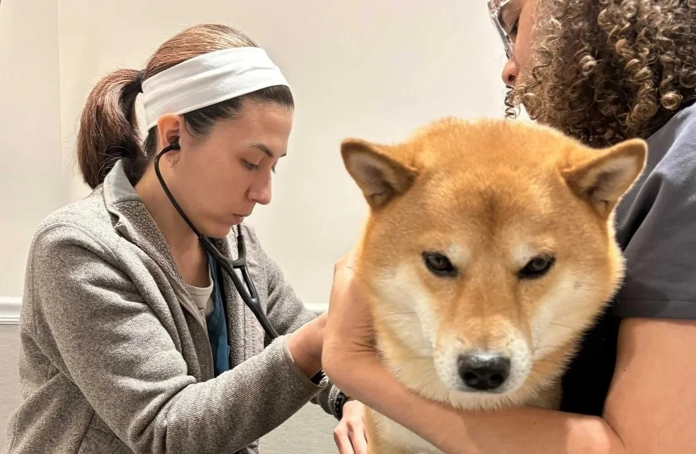 Veterinarian examining a dog for allergy and skin care at Veterinarian Pet Alliance in Newark NJ