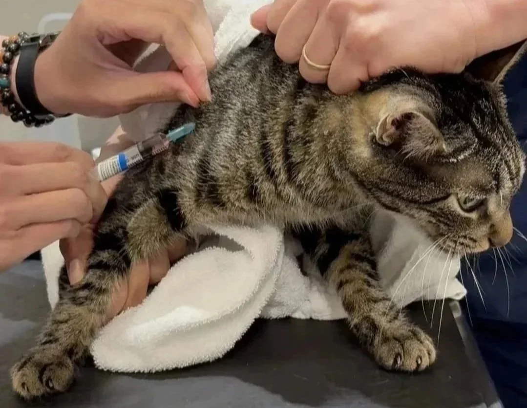 Cat receiving an FVRCP vaccine at Veterinarian Pet Alliance in Newark, NJ