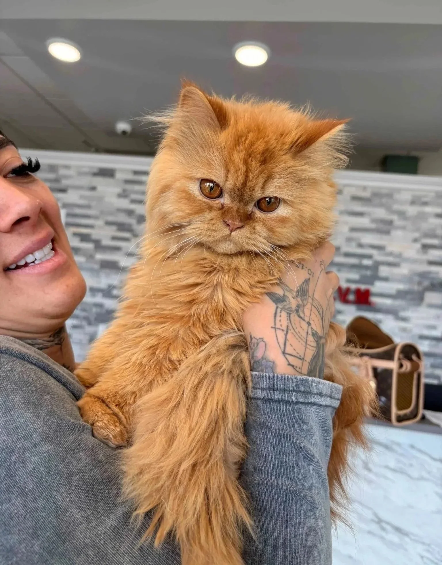 Orange cat being held by a veterinary team member during cat medication care in Newark, NJ.