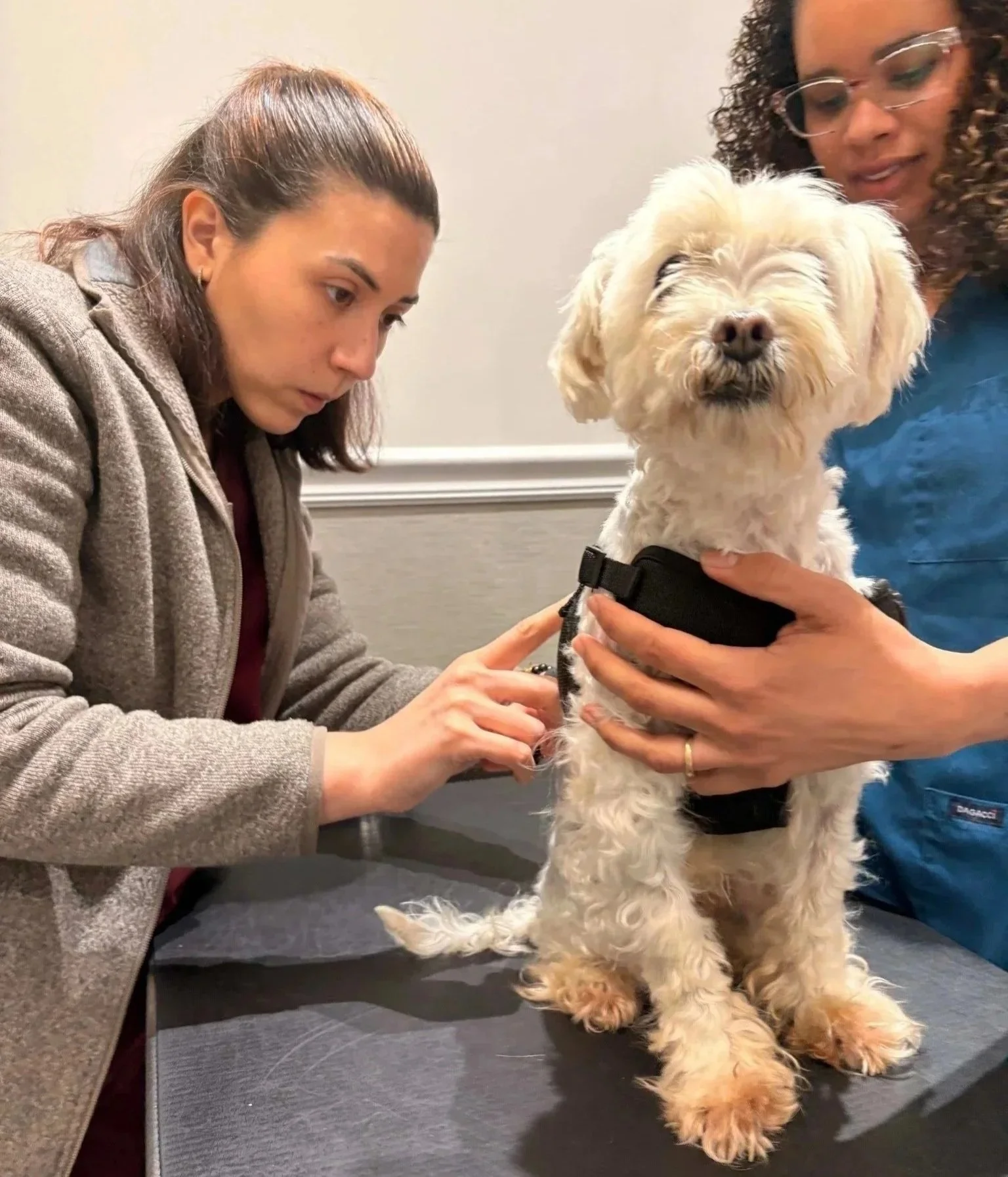 Dog being examined for food allergy and skin irritation concerns at Veterinarian Pet Alliance in Newark, NJ