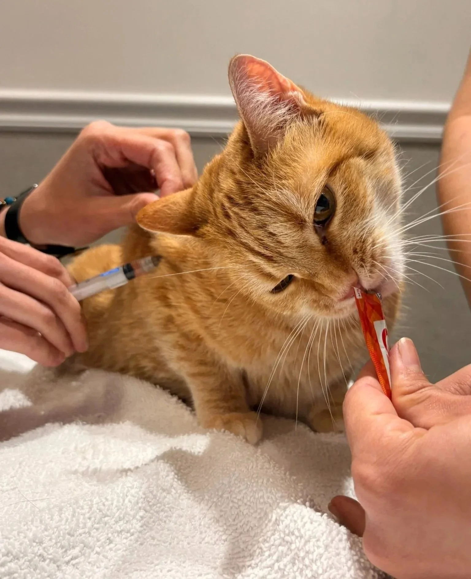 Cat receiving careful veterinary handling during a surgical exam at Veterinarian Pet Alliance in Newark, NJ.