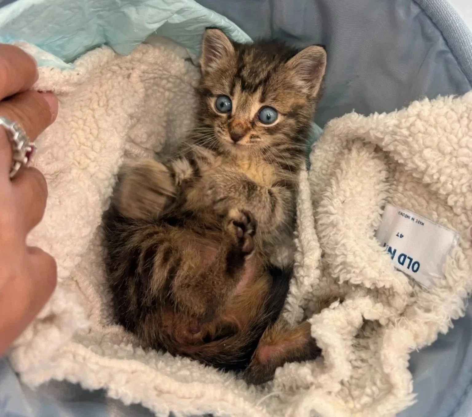 Kitten at Veterinarian Pet Alliance in Newark, NJ for early vaccines