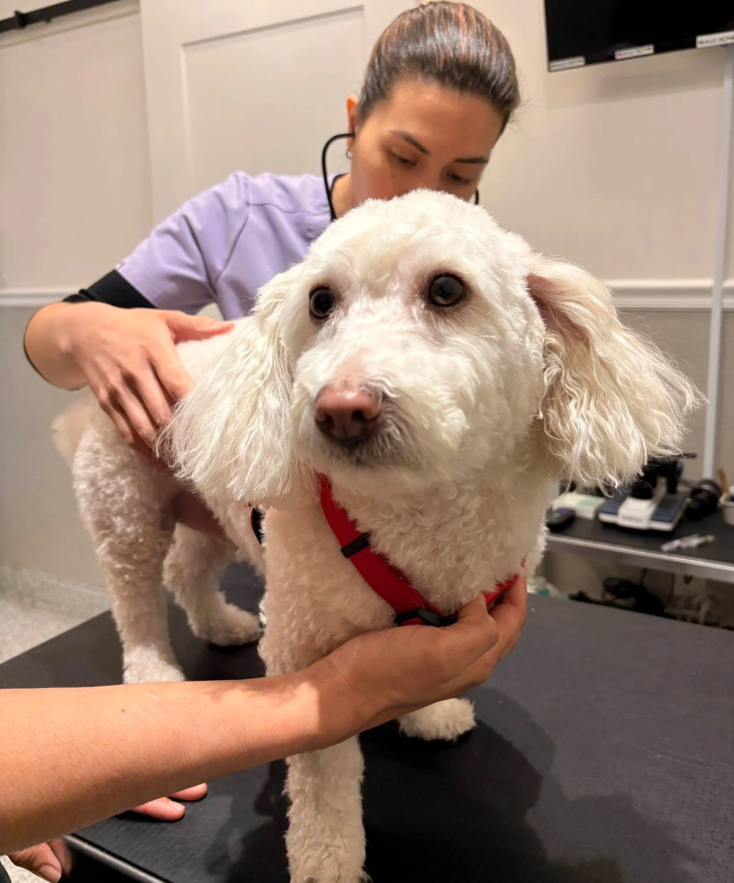 White dog receives a hands-on veterinary exam to support dental cleaning planning in Newark, NJ.