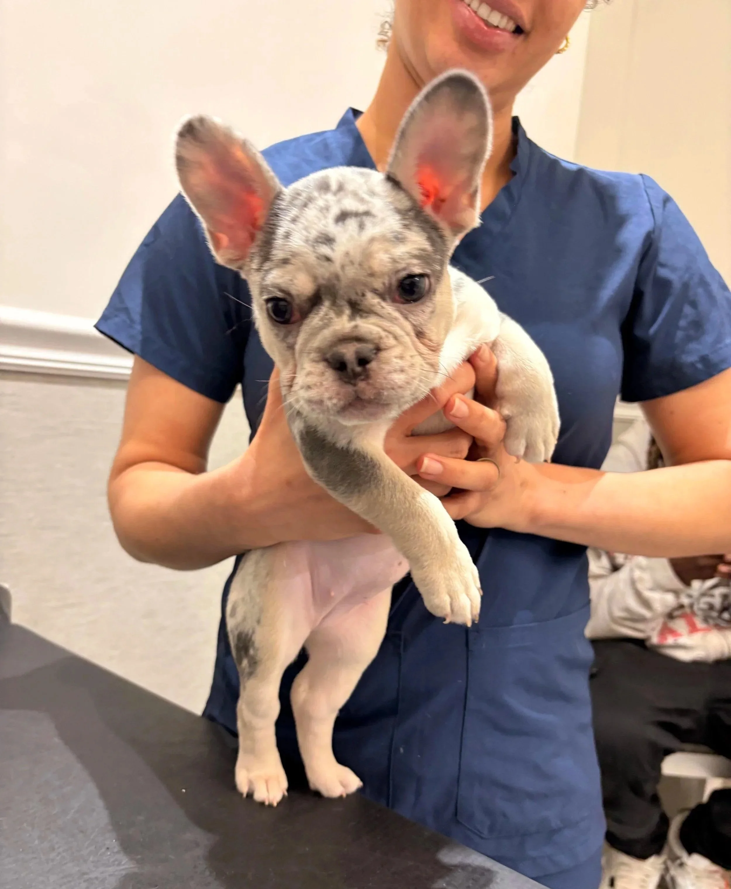 Young puppy held by a veterinary professional at The Veterinarian Pet Alliance in Newark, NJ, illustrating age-based spay and neuter planning.