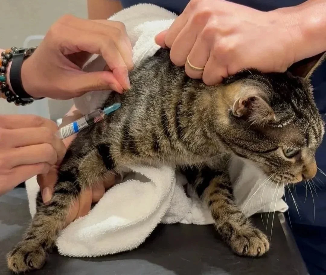 Tabby cat is calmly handled by the veterinary team during a procedure visit at Veterinarian Pet Alliance in Newark, NJ.