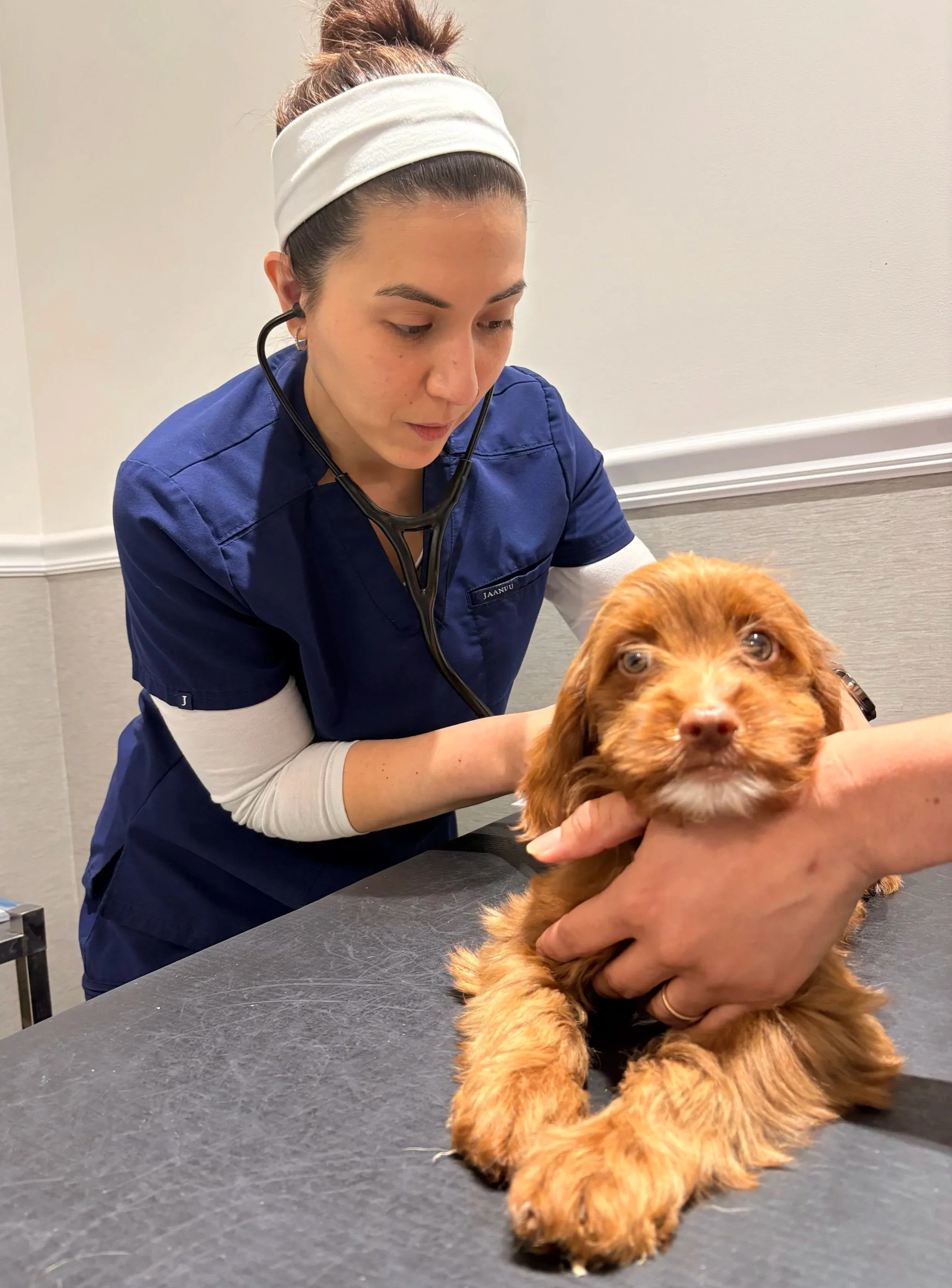 Veterinarian checks a dog during an exam visit for medication care at Veterinarian Pet Alliance in Newark NJ.