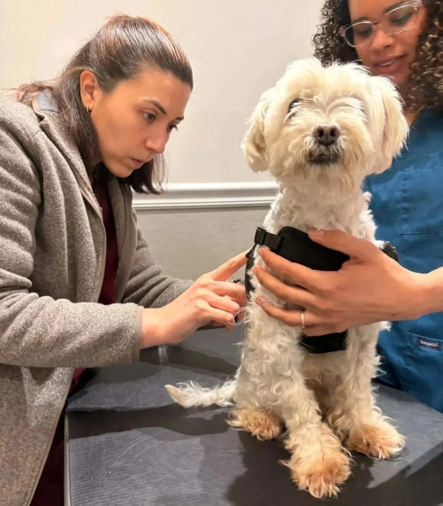 Veterinarian examining a dog on an exam table for soft tissue care planning in Newark, NJ.