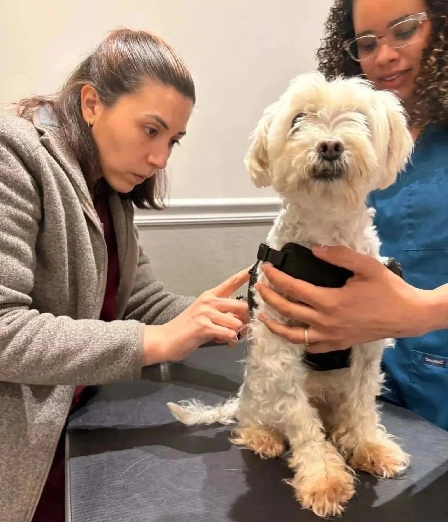 Small dog on an exam table during routine veterinary care at Veterinarian Pet Alliance in Newark, NJ.