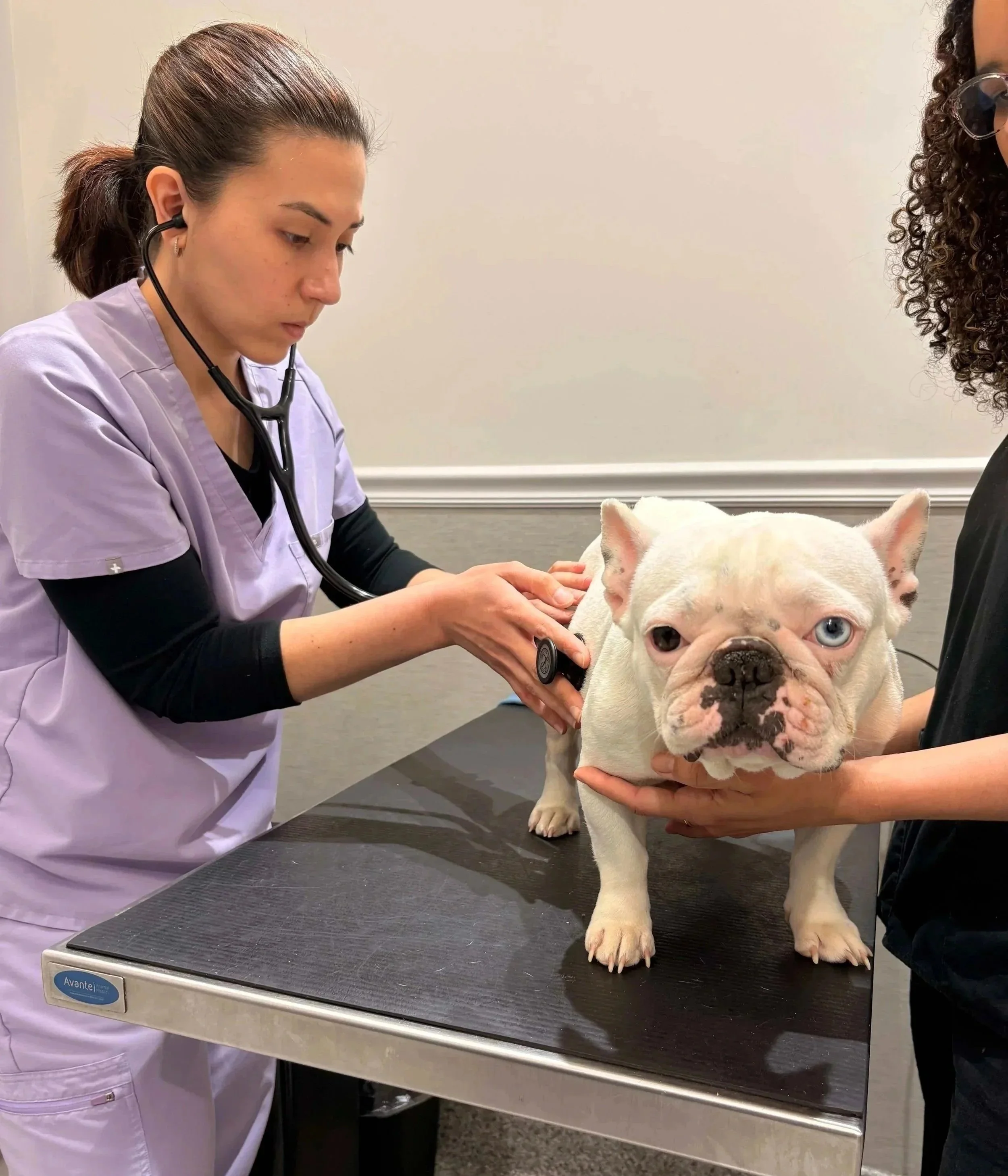 Veterinary team examining a dog on an exam table before surgical planning at Veterinarian Pet Alliance in Newark, NJ.