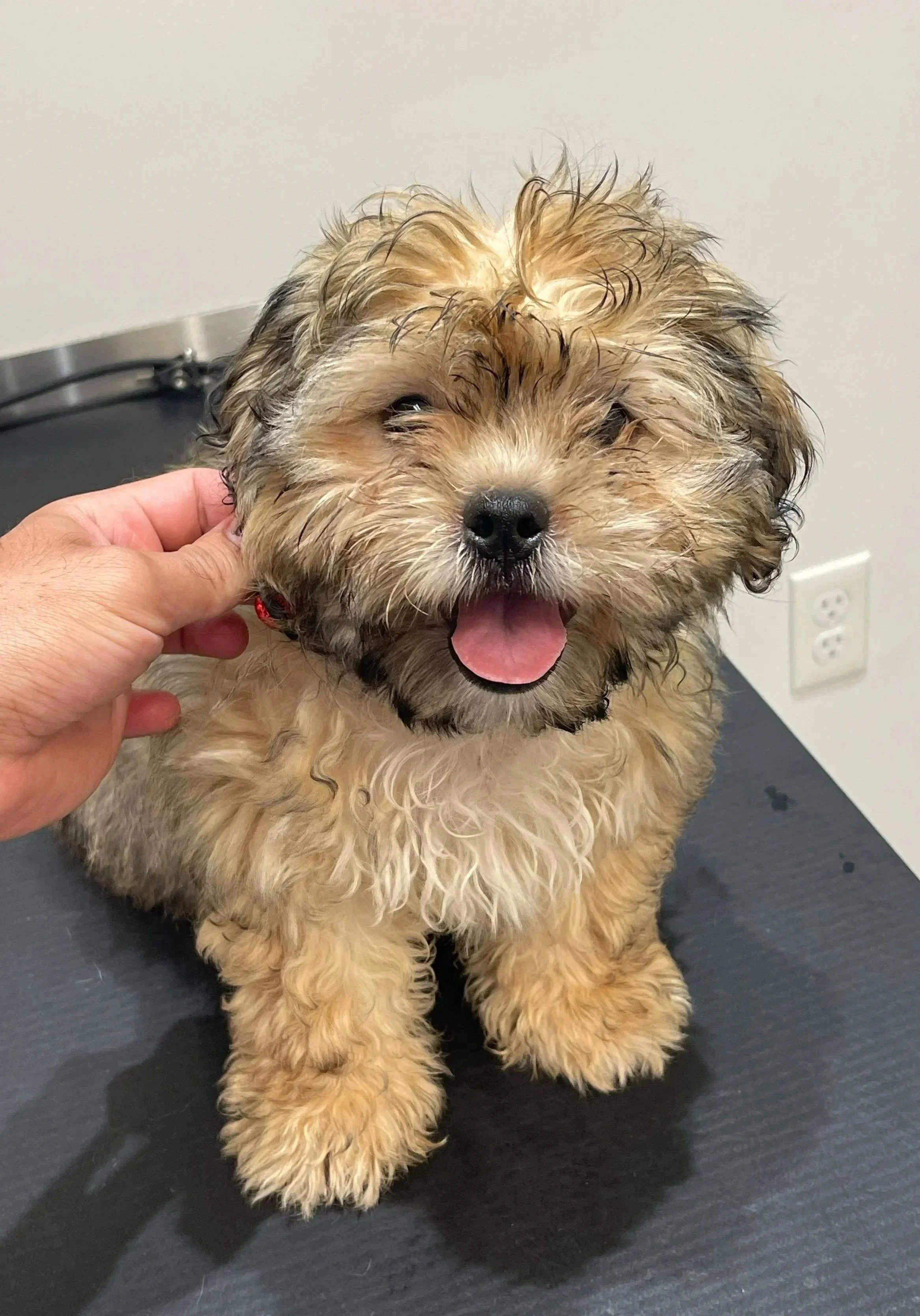 Small dog on an exam table during a health concern visit at Veterinarian Pet Alliance in Newark, NJ.