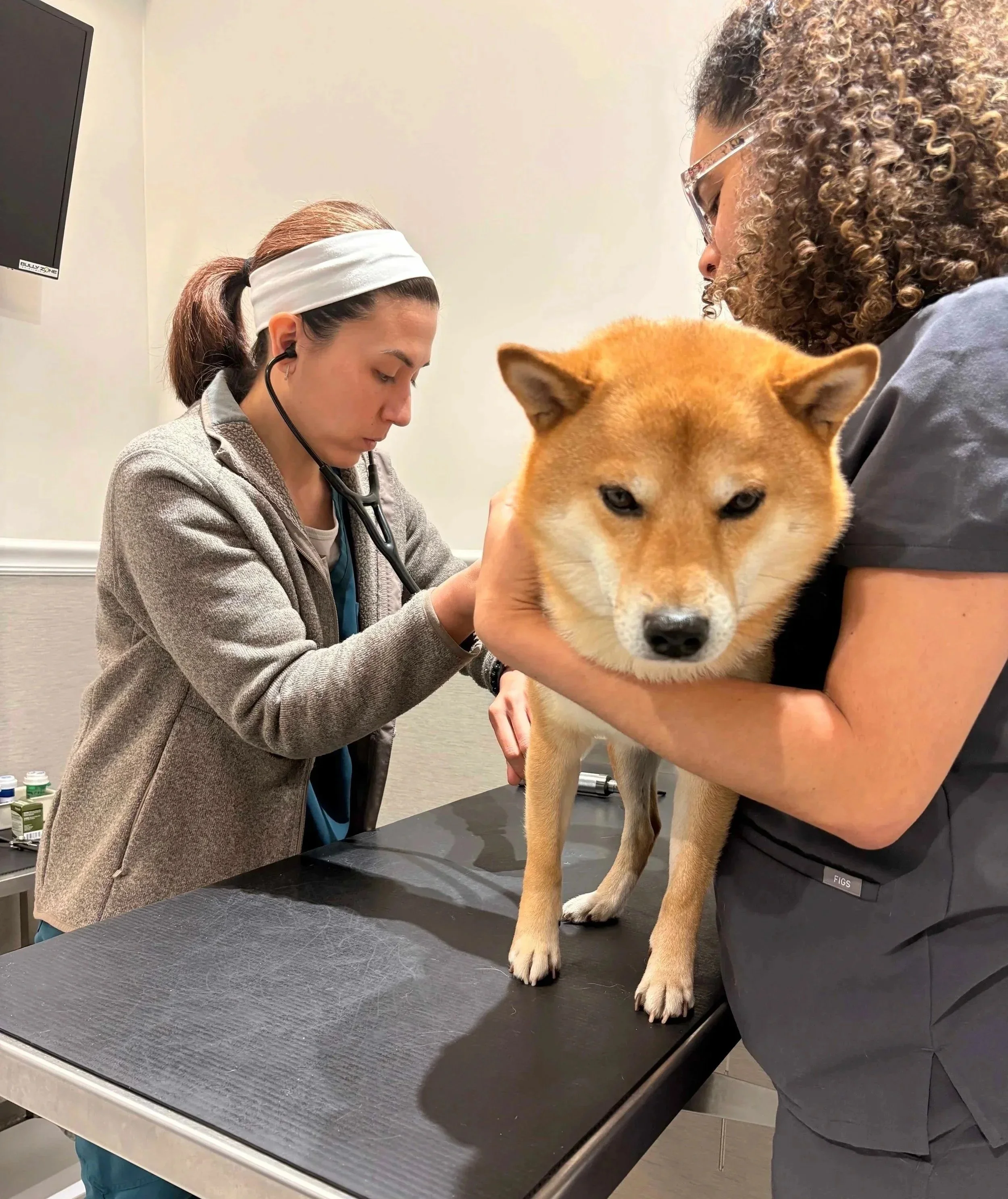Veterinary team member examining a dog with an owner nearby at Veterinarian Pet Alliance in Newark, NJ.