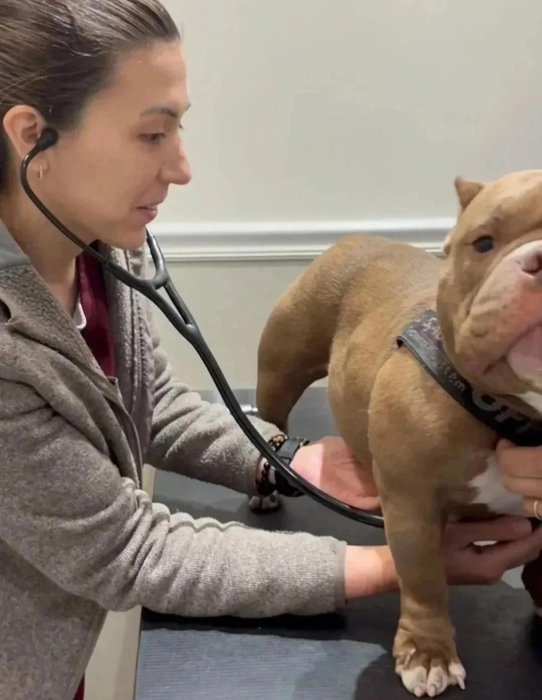 Veterinarian examining a dog before soft tissue surgery at Veterinarian Pet Alliance in Newark, NJ.