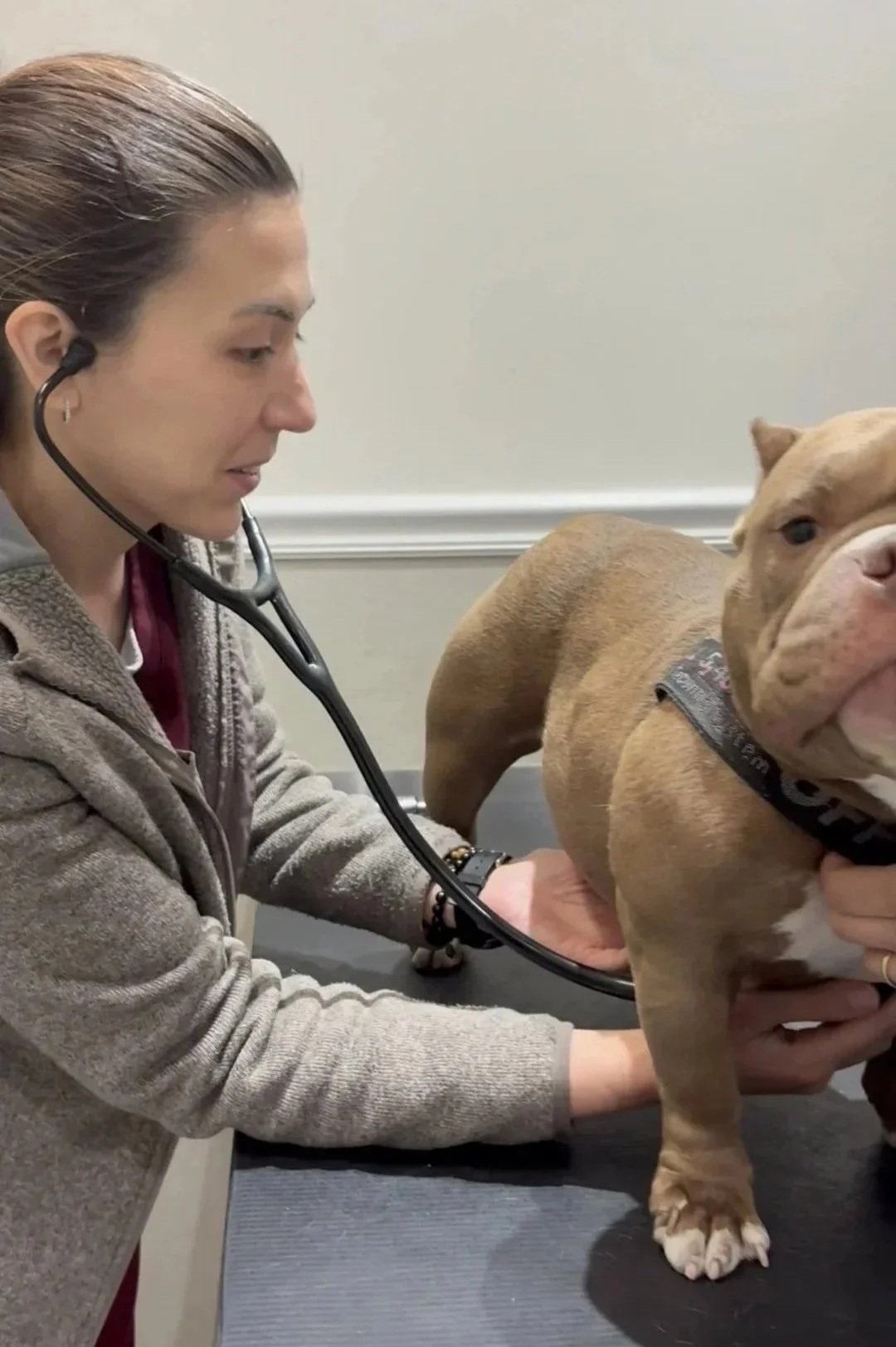 Pet skin and allergy visit exam at Veterinarian Pet Alliance in Newark NJ