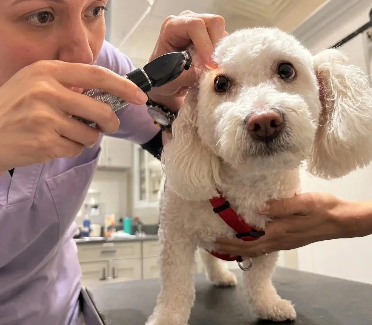 Veterinarian performing a dog eye exam in Newark NJ