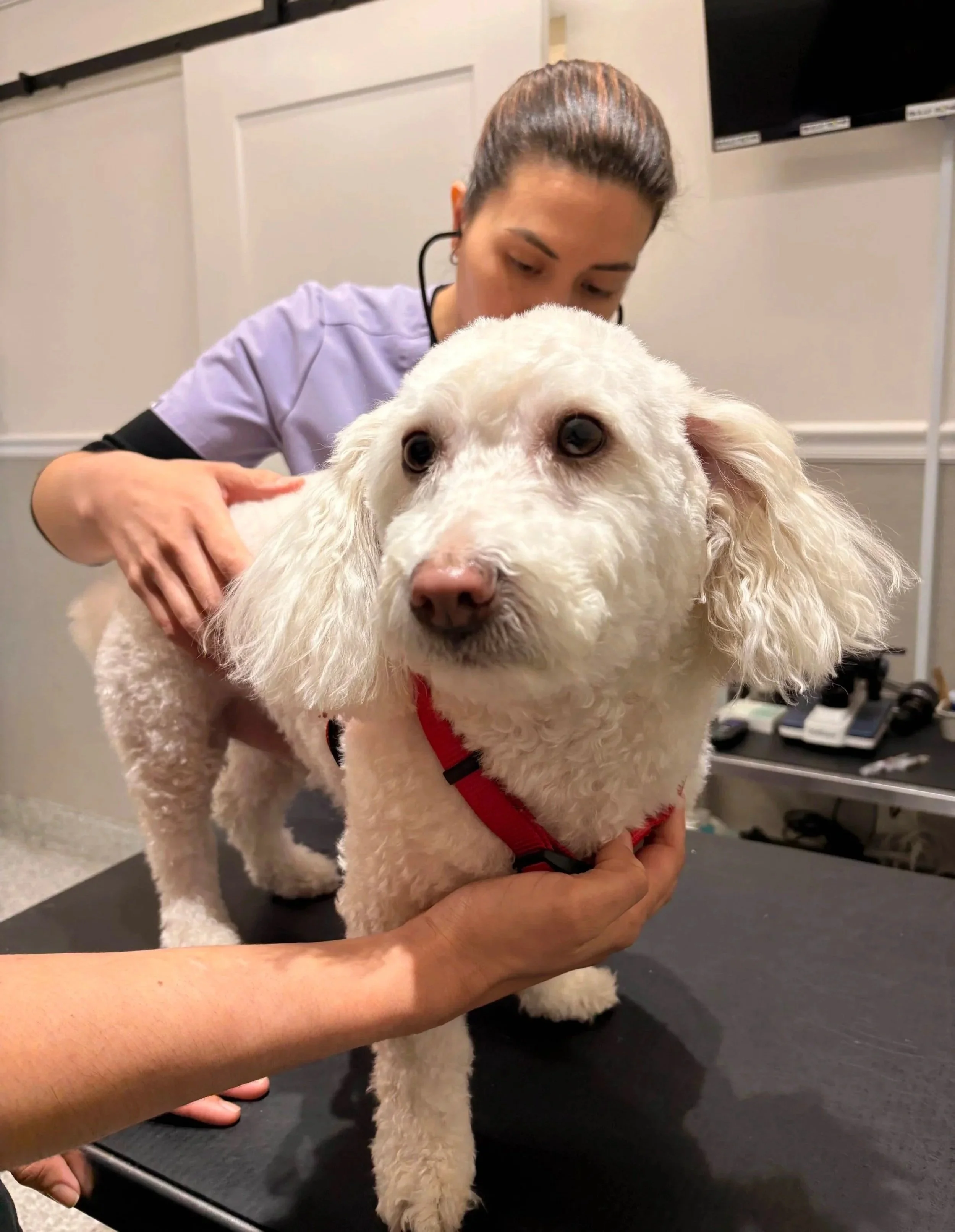 Dog being examined on a veterinary table during a sick pet evaluation at Veterinarian Pet Alliance in Newark, NJ.