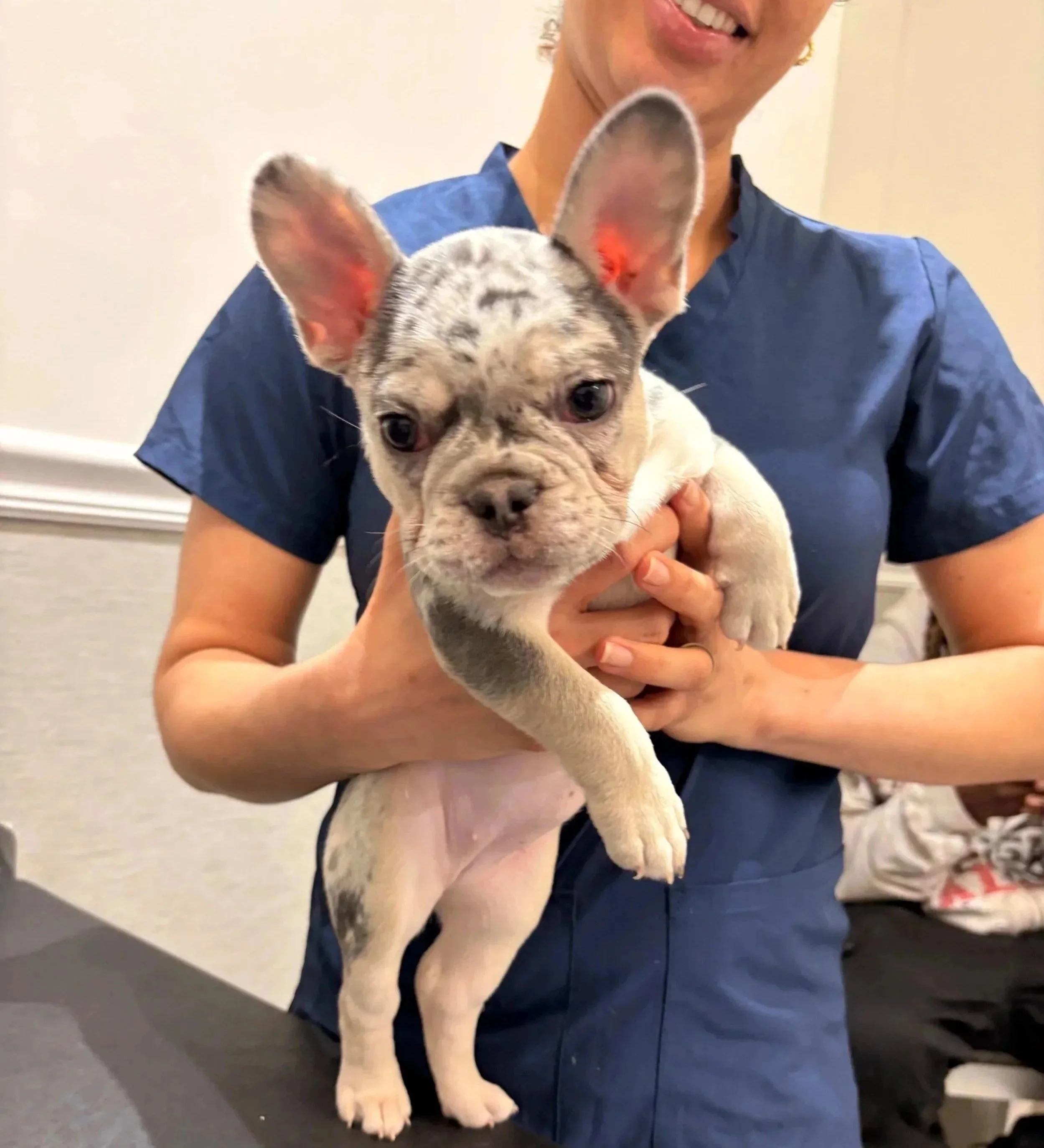 Small puppy held by a veterinary team member during a routine visit at Veterinarian Pet Alliance in Newark, NJ.