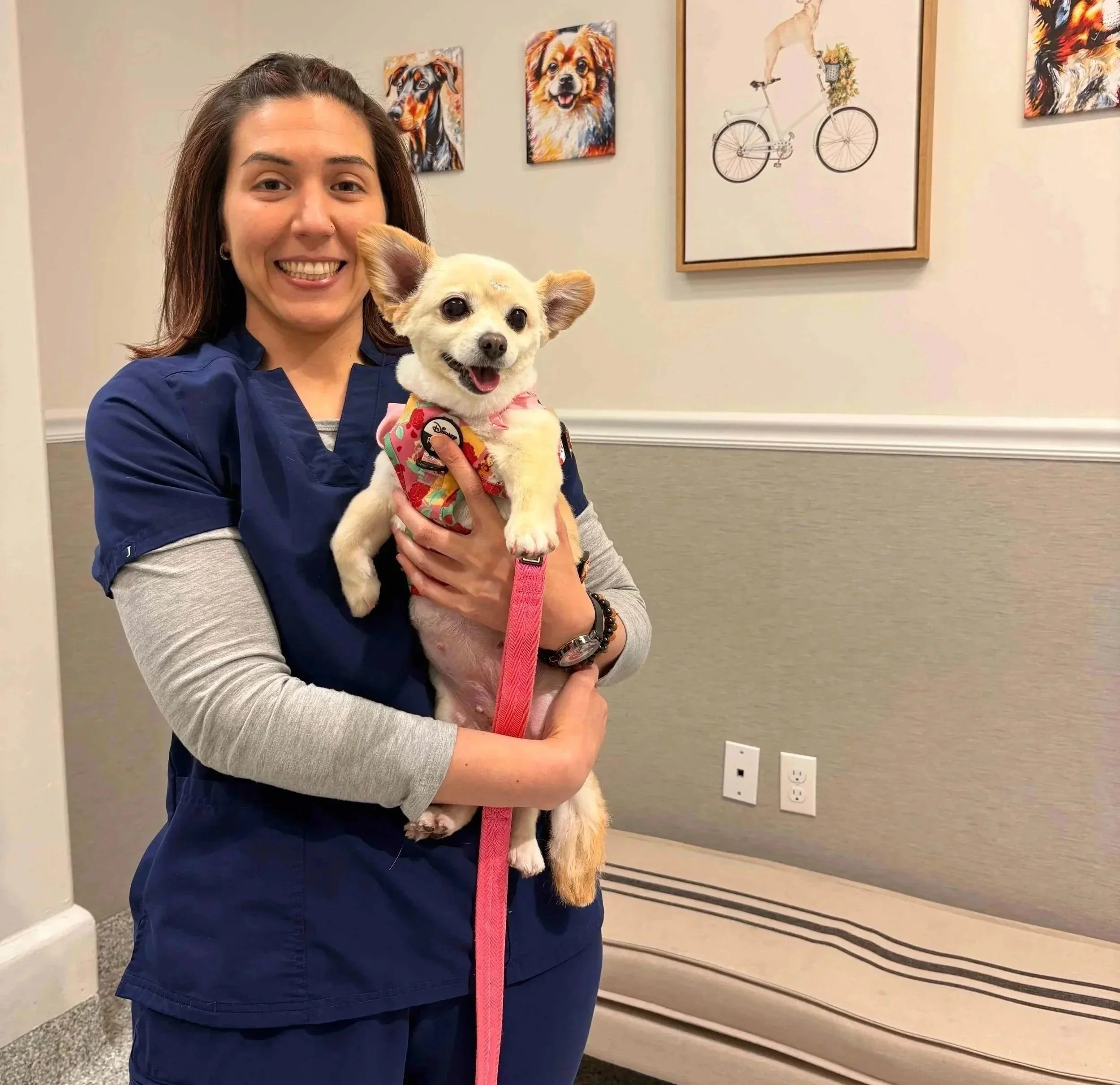 Veterinary team member holds a small dog during a visit at Veterinarian Pet Alliance in Newark.