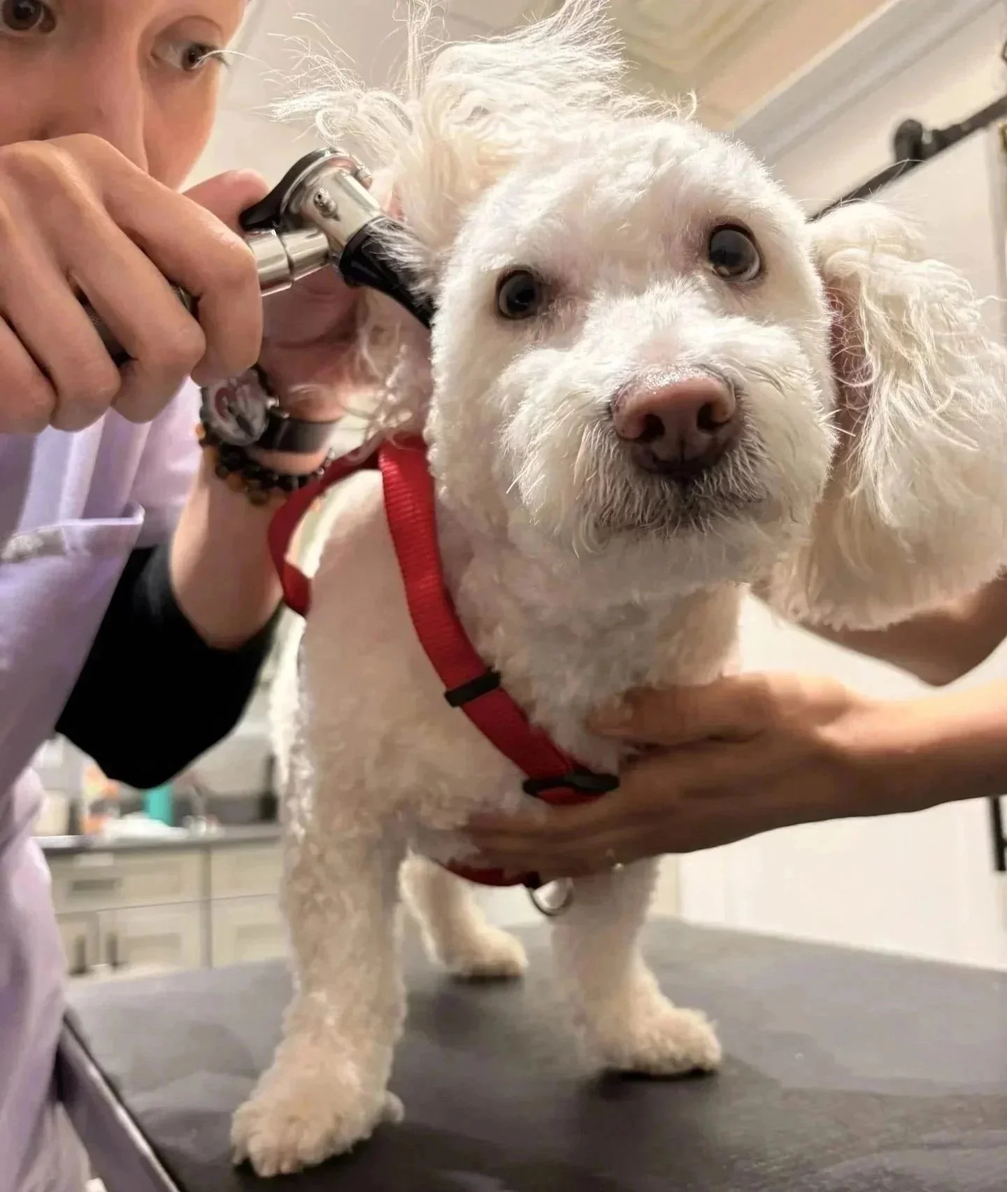 Dog ear infection treatment at Veterinarian Pet Alliance in Newark NJ