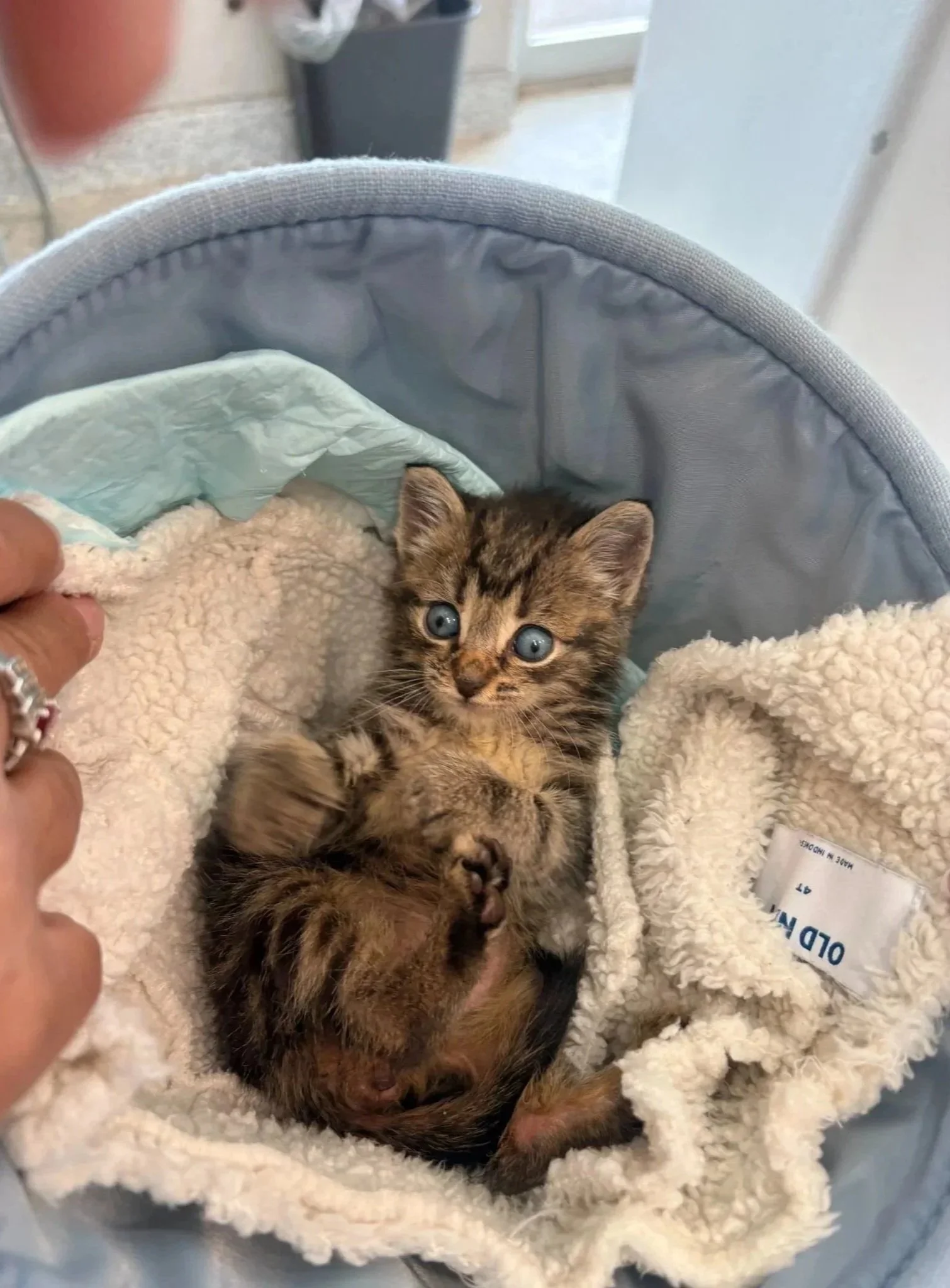 Cat resting comfortably in a soft bed, illustrating a calm recovery space after spay or neuter surgery for Newark, NJ pet owners.