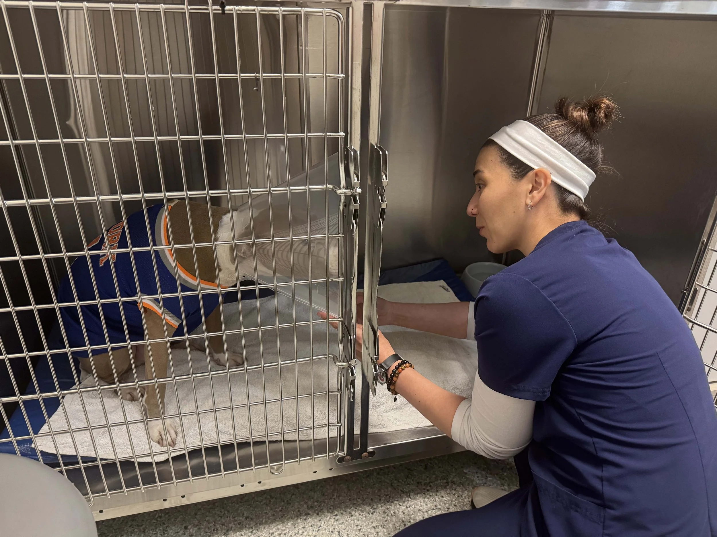 Veterinary professional caring for a hospitalized dog during recovery from neuter surgery at The Veterinarian Pet Alliance in Newark, NJ.