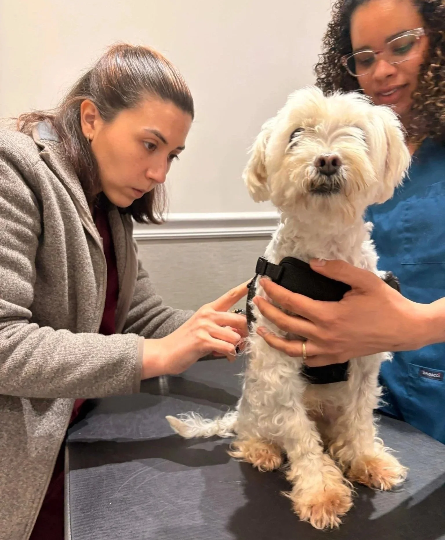 Sick pet being examined before lab testing at Veterinarian Pet Alliance in Newark, NJ