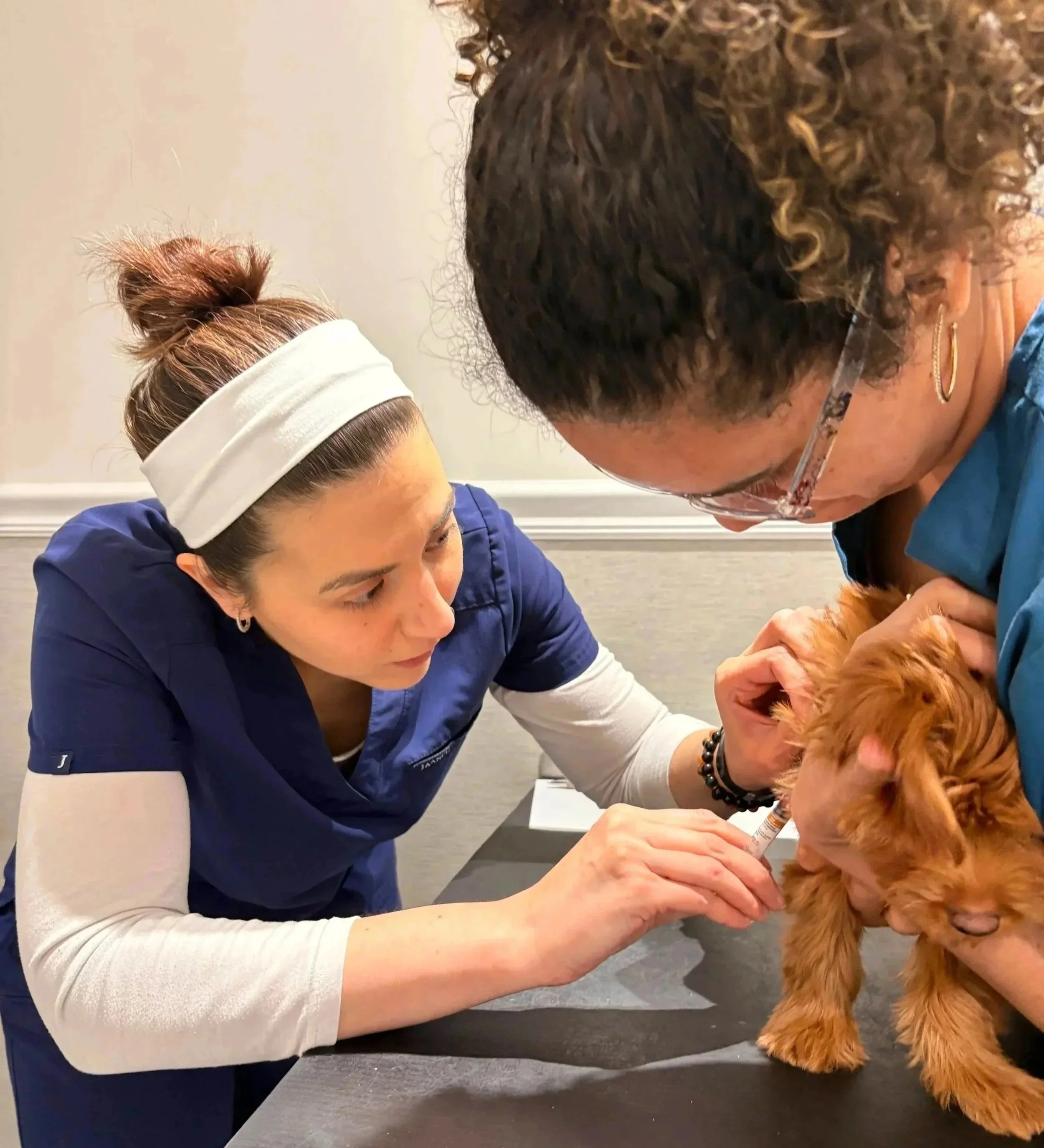 A veterinarian works with a puppy during a care visit at The Veterinarian Pet Alliance in Newark, NJ.