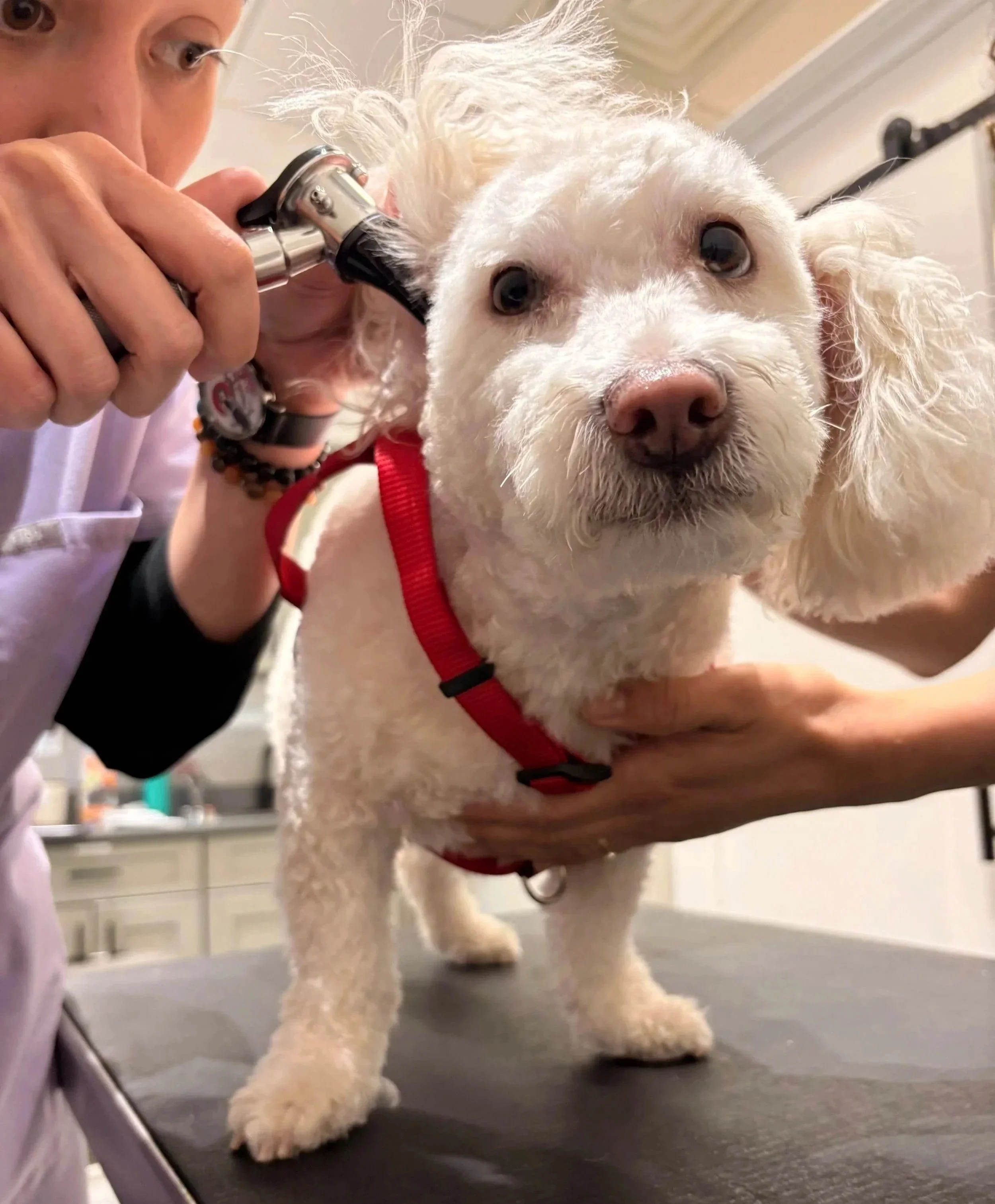 White dog receiving an ear exam on a veterinary table at Veterinarian Pet Alliance in Newark, NJ.