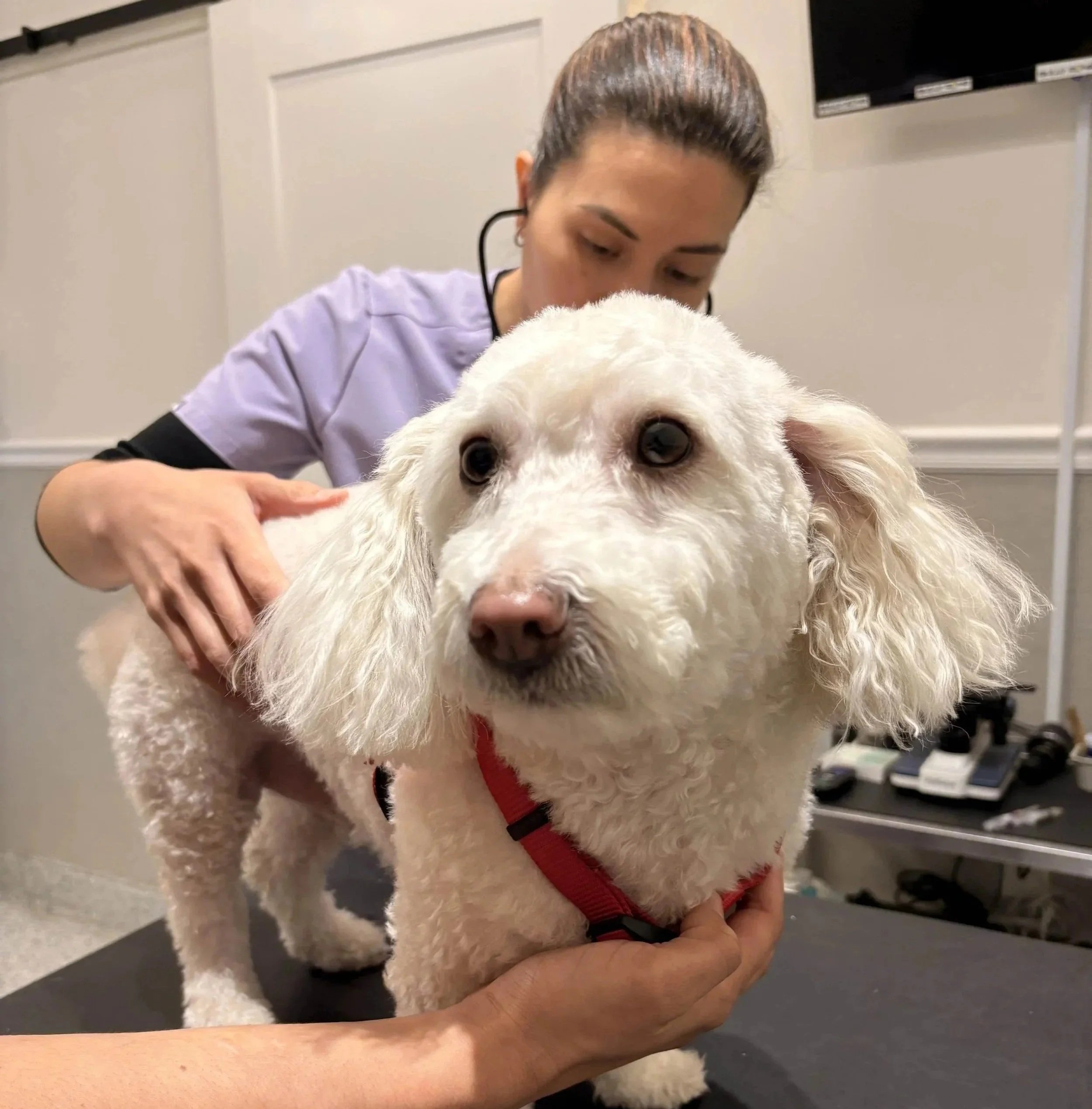 Dog at a vaccine appointment at Veterinarian Pet Alliance in Newark, NJ
