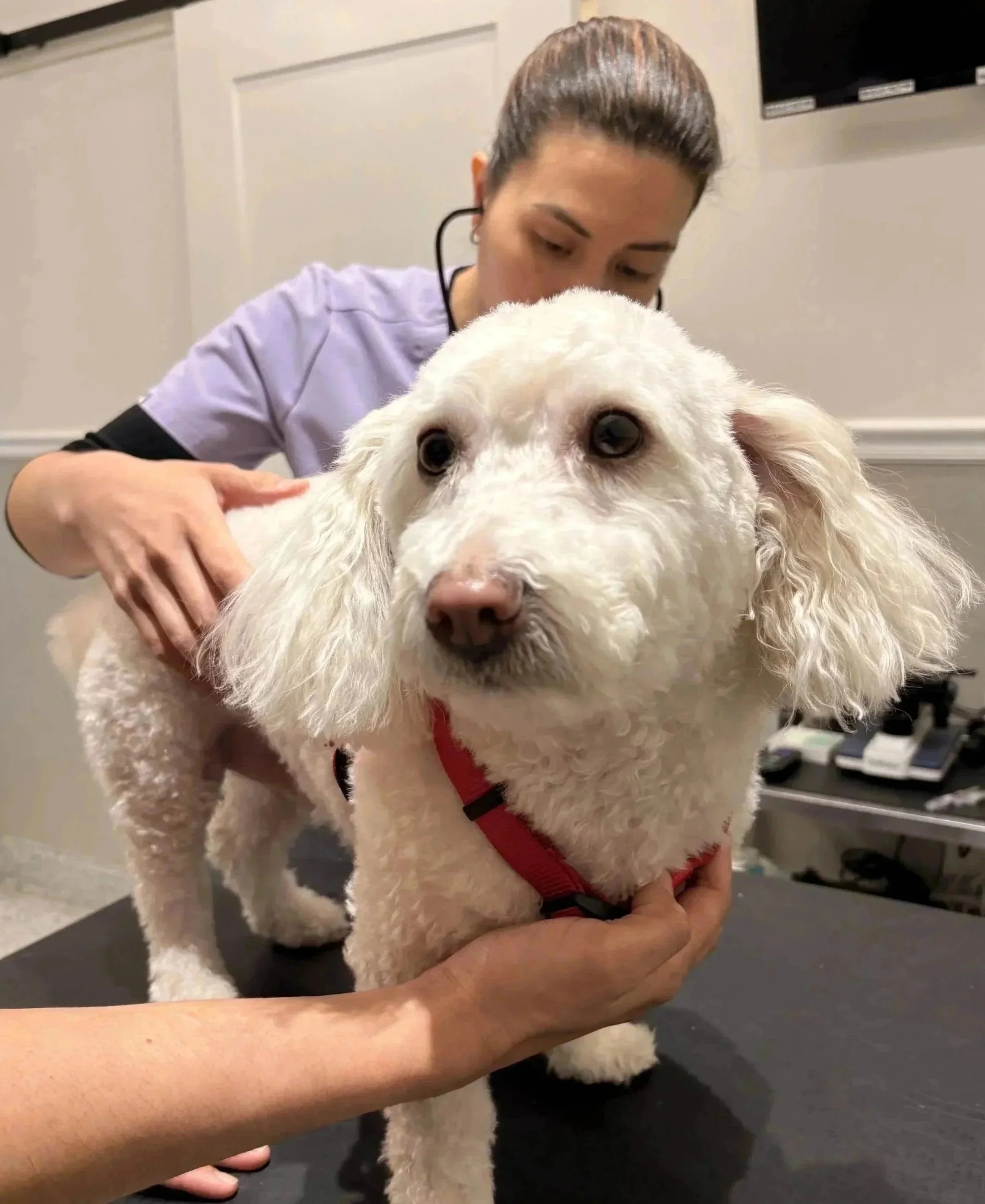 Pet owner and veterinary team during a lab testing visit at Veterinarian Pet Alliance in Newark, NJ