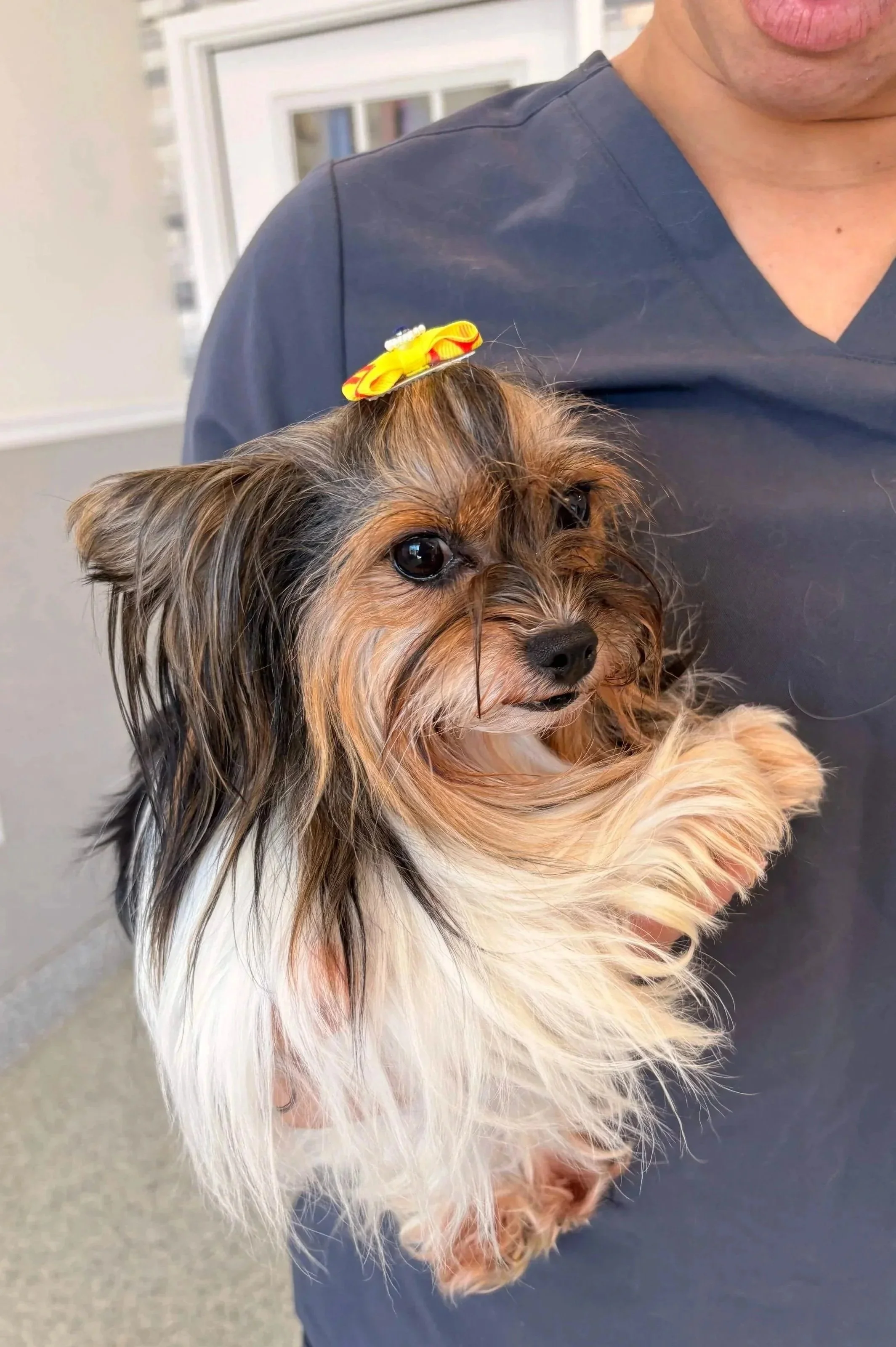 Small dog on an exam table during a veterinary visit for health concerns at Veterinarian Pet Alliance in Newark, NJ.