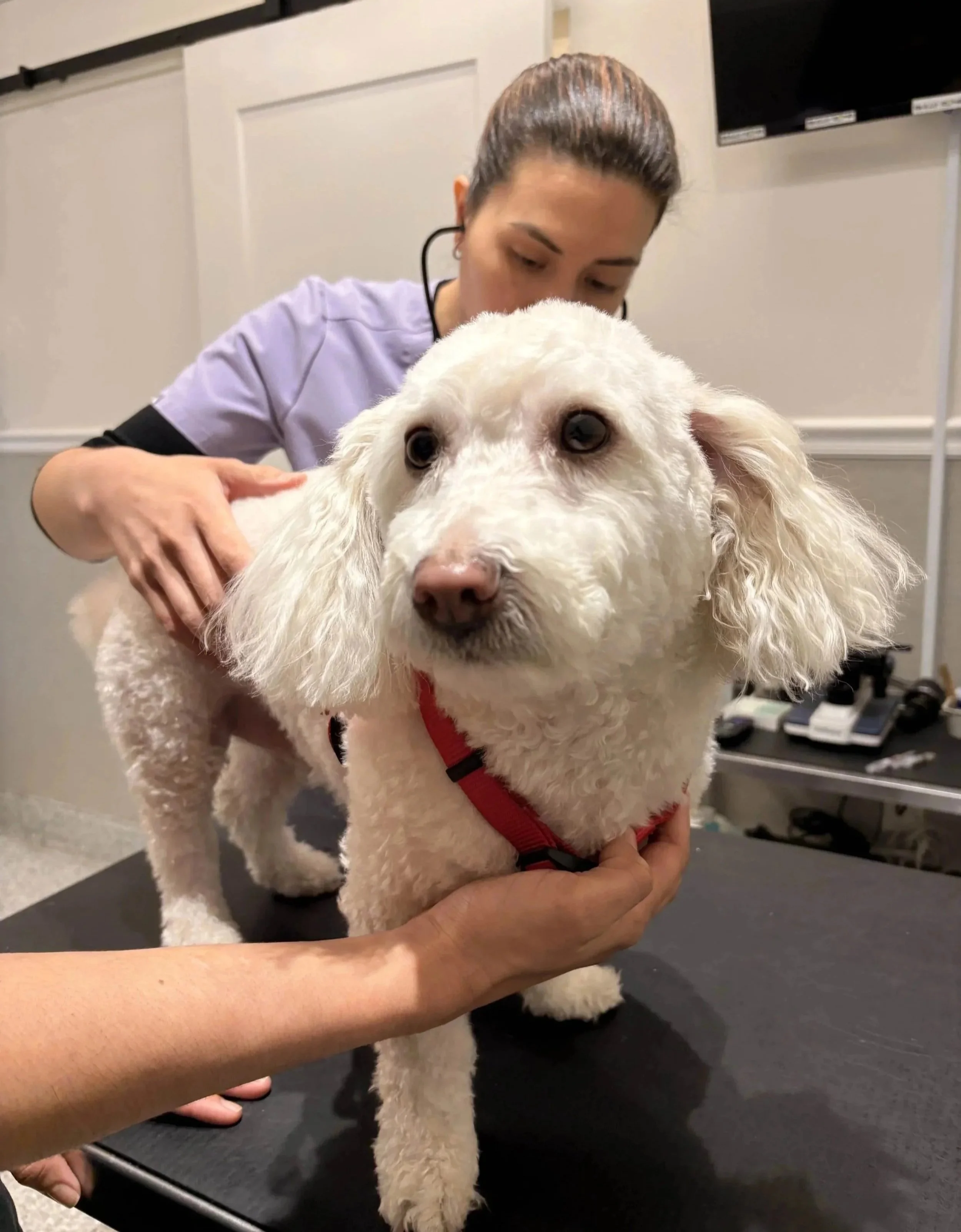 Dog dermatology and skin exam at Veterinarian Pet Alliance in Newark NJ