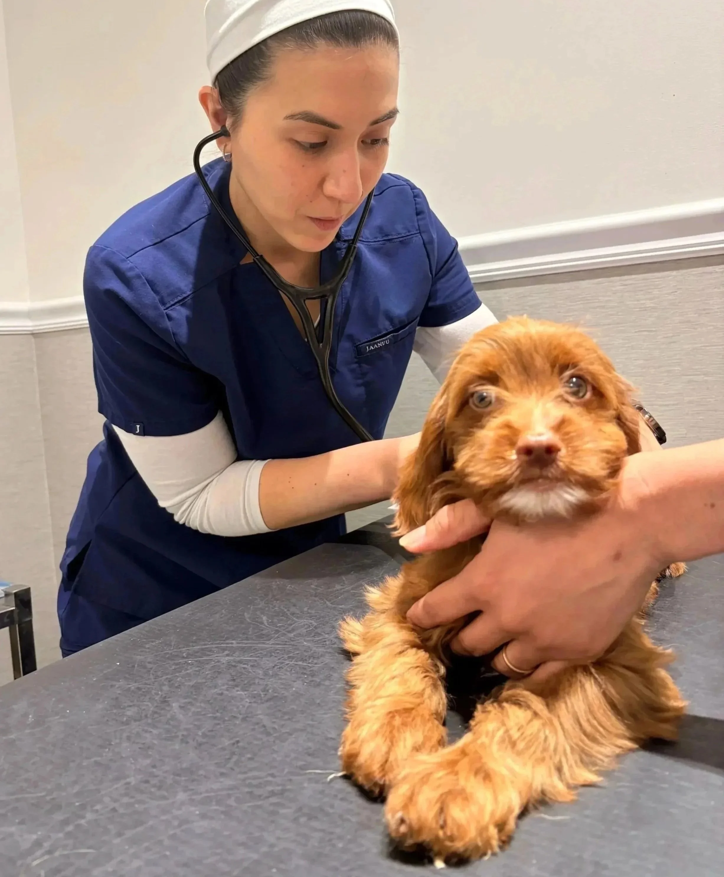 Veterinary team member checks a dog with a stethoscope during a sick pet visit in Newark, NJ.
